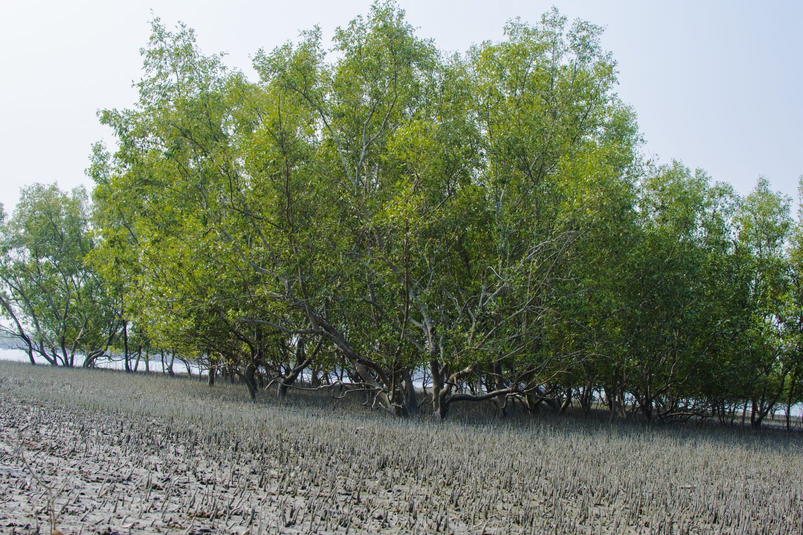 Nikon D5300 sample photo. Saltwater trees in the photography