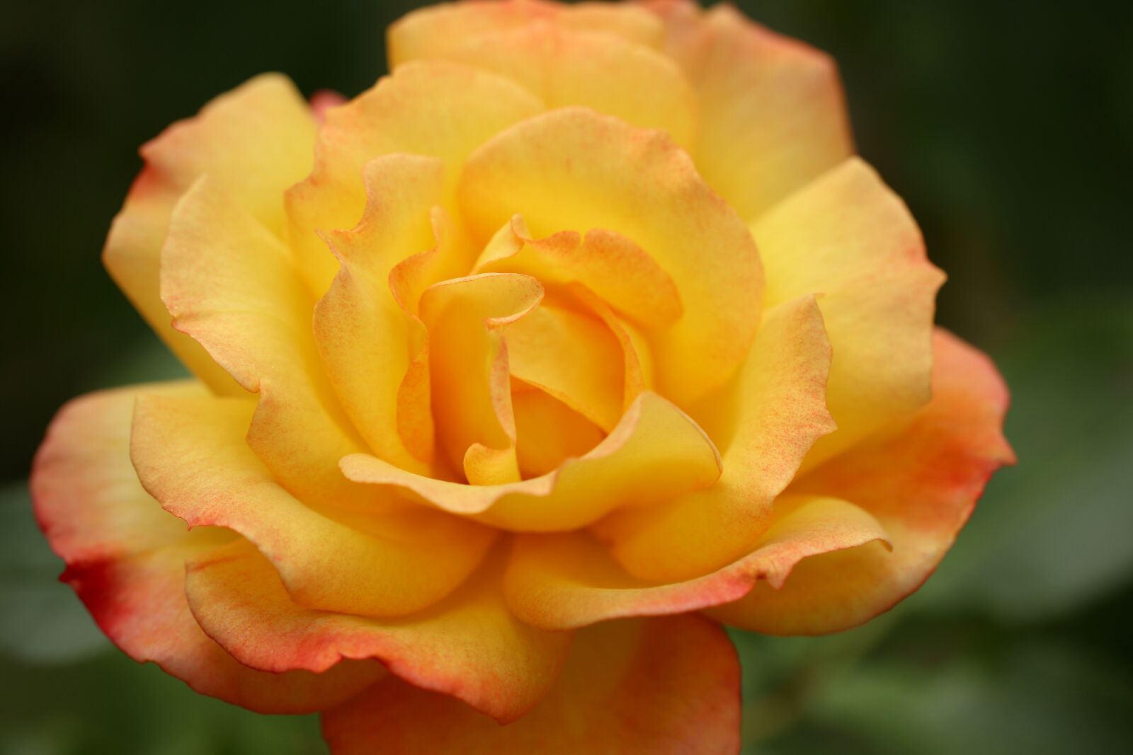 Canon EOS 800D (EOS Rebel T7i / EOS Kiss X9i) sample photo. Rose, rose bloom, petals photography