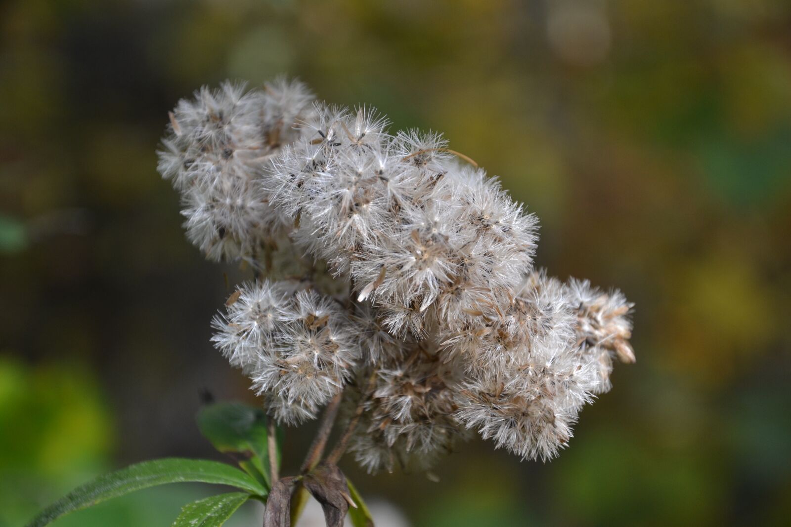 Nikon D3100 sample photo. Autumn, autumn flowers, plant photography