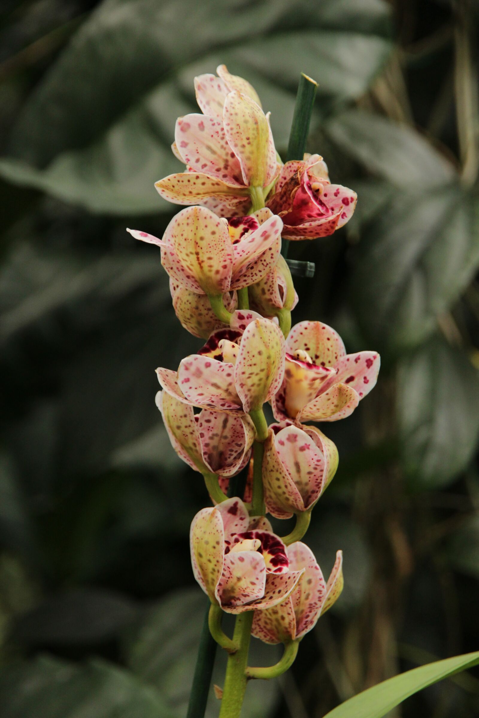 Canon EOS 650D (EOS Rebel T4i / EOS Kiss X6i) sample photo. Orchid, plant, nature photography