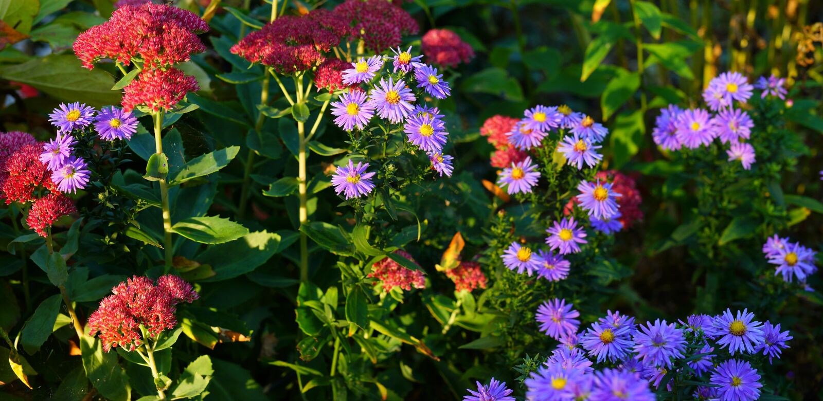 Sony a99 II + Minolta AF 50mm F1.4 [New] sample photo. Flowers, asters, autumn photography