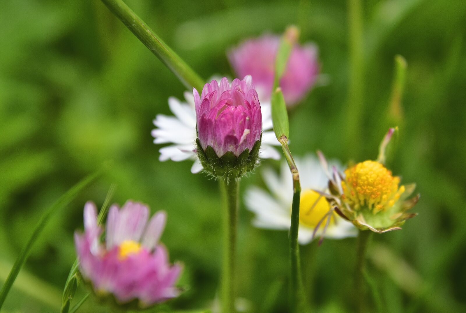 Nikon D7200 sample photo. Nature, flower, plant photography