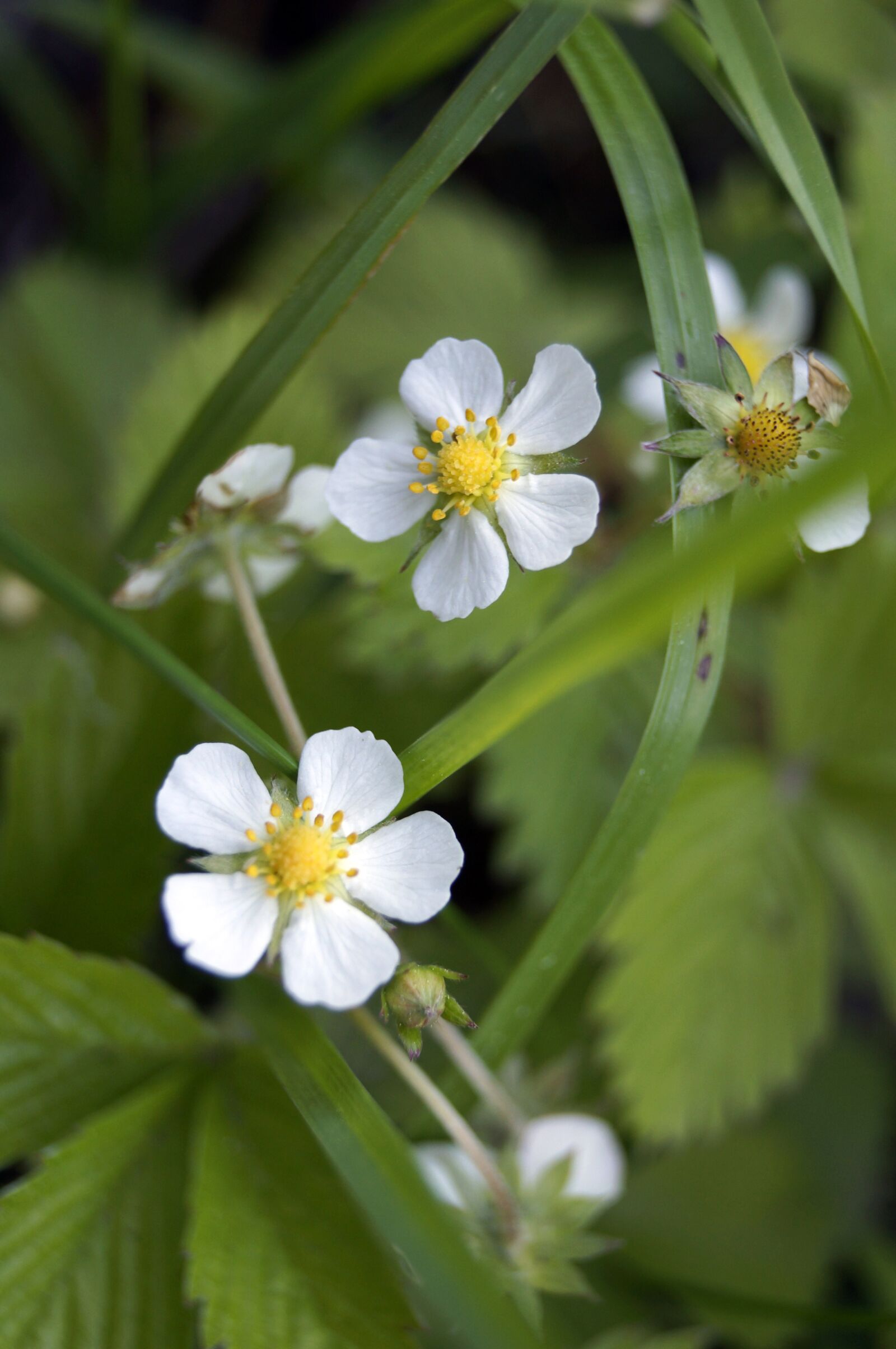 Sony SLT-A37 sample photo. Flower, nature, green photography