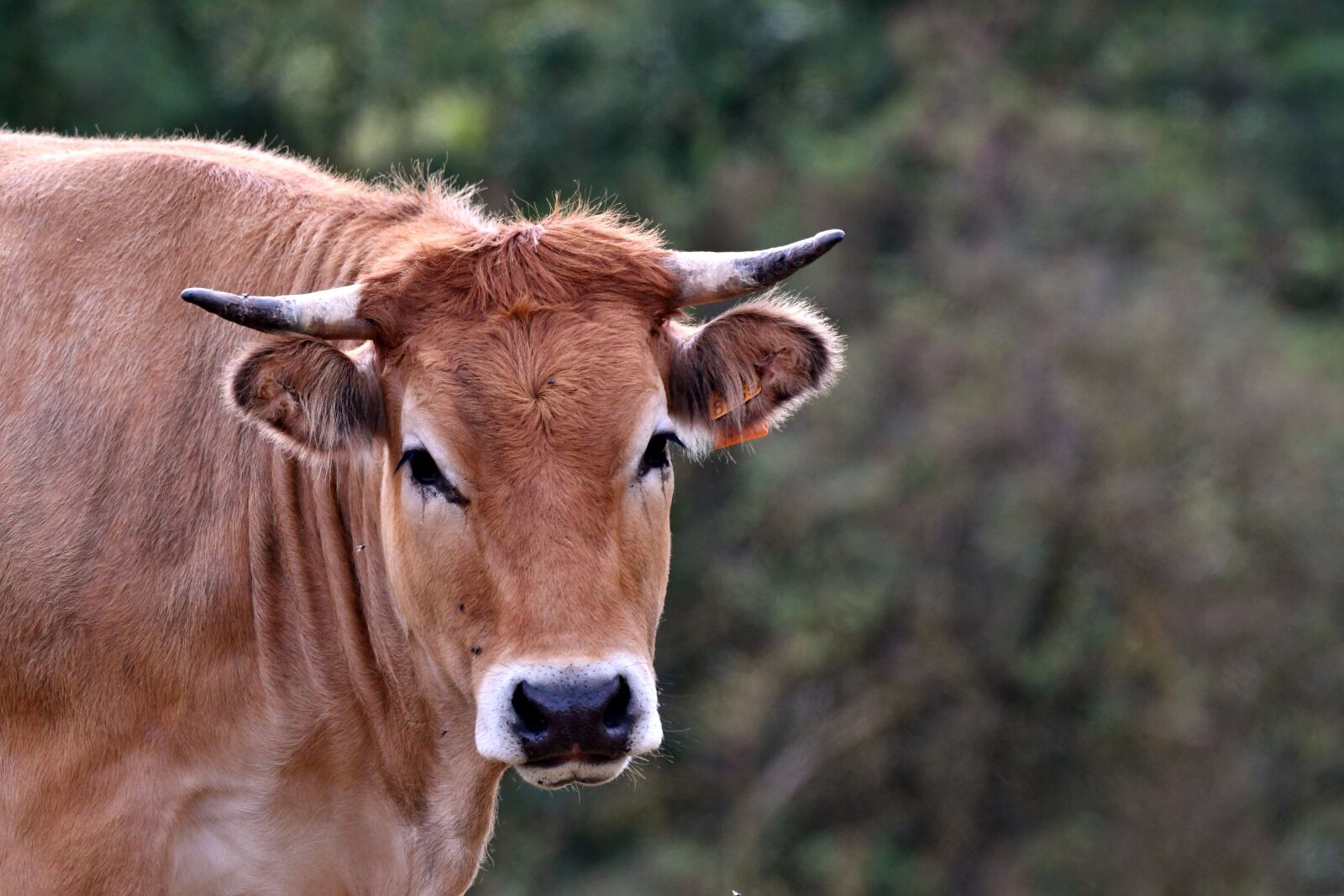 Nikon D500 sample photo. Cow, mammal, horns photography