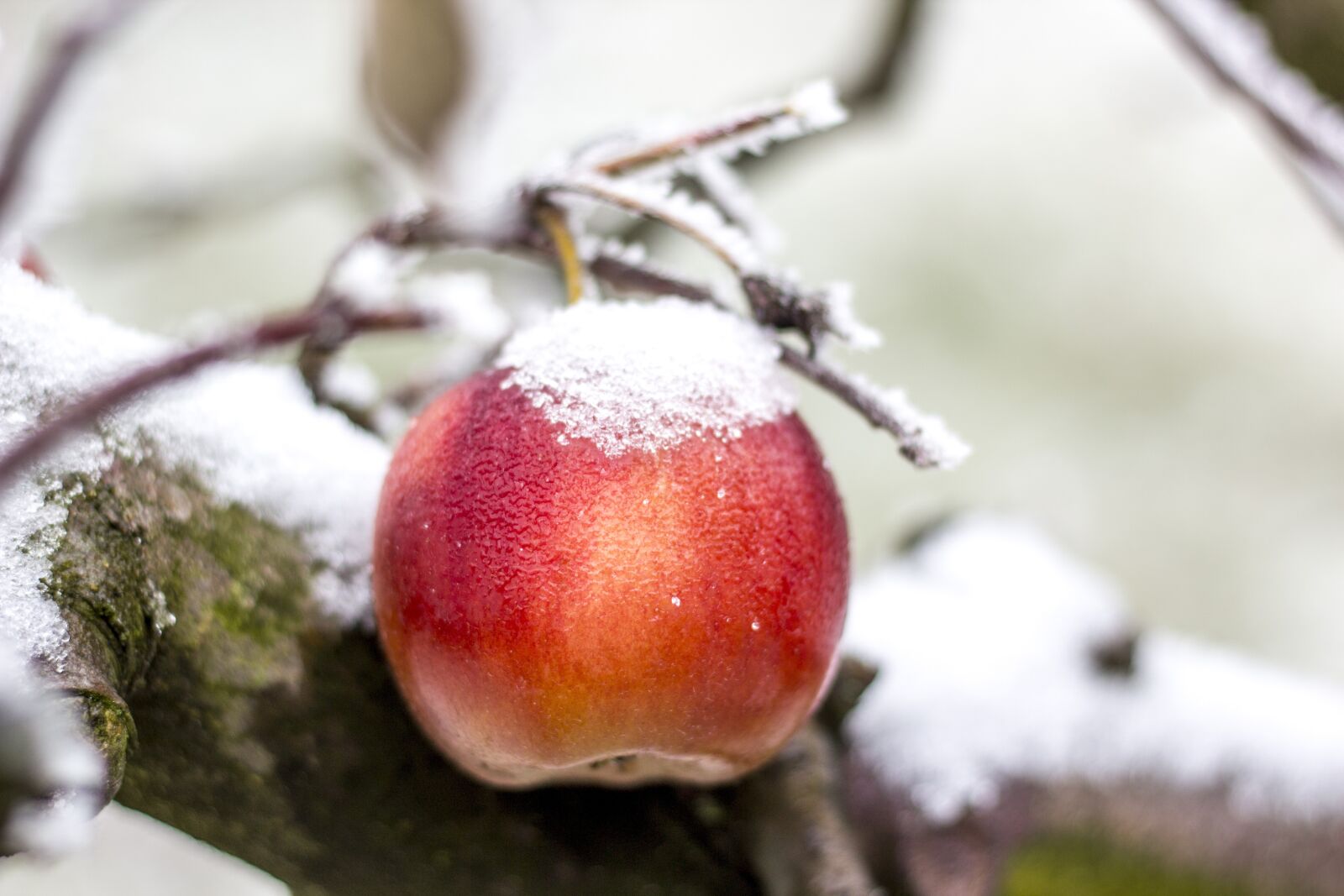 Canon EOS 600D (Rebel EOS T3i / EOS Kiss X5) + Canon EF 50mm F1.8 STM sample photo. Apple, winter, snow photography