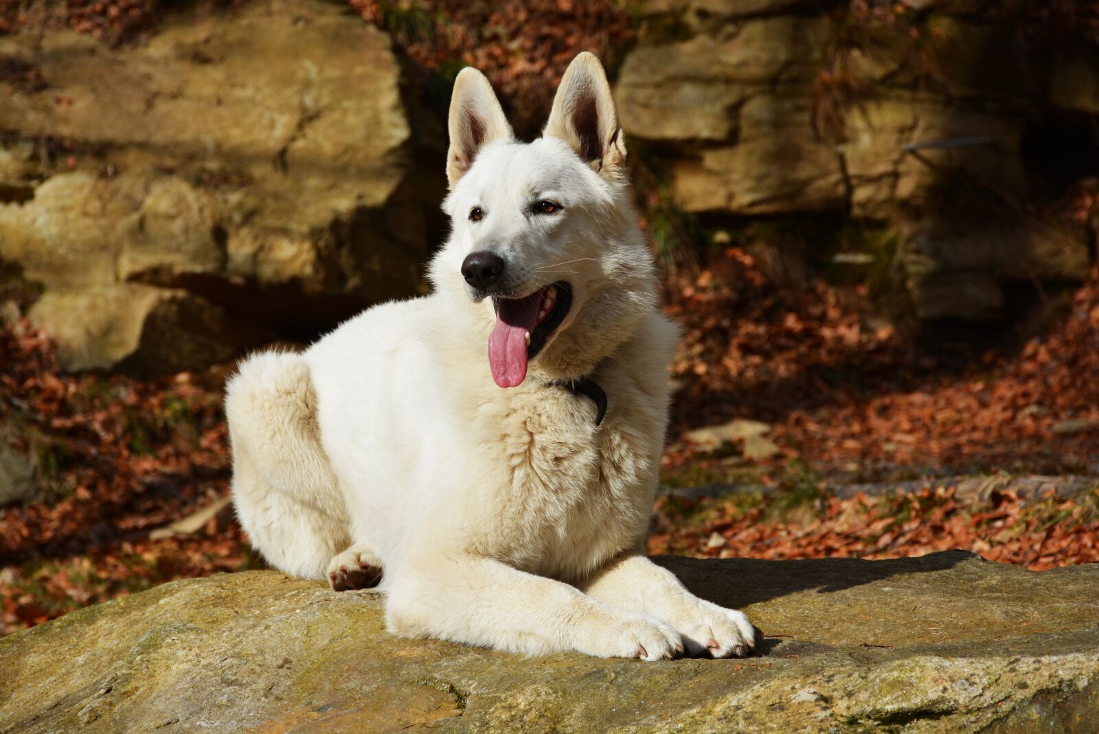 Nikon D5200 sample photo. Dog, white, white dog photography