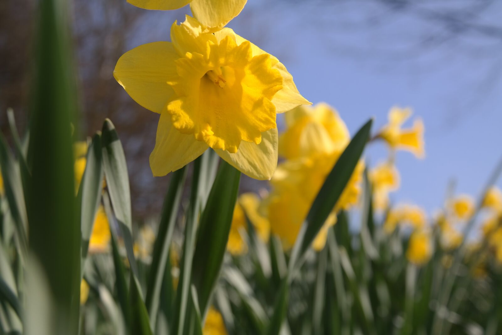 Samsung NX300 sample photo. Daffodil, yellow, flower photography
