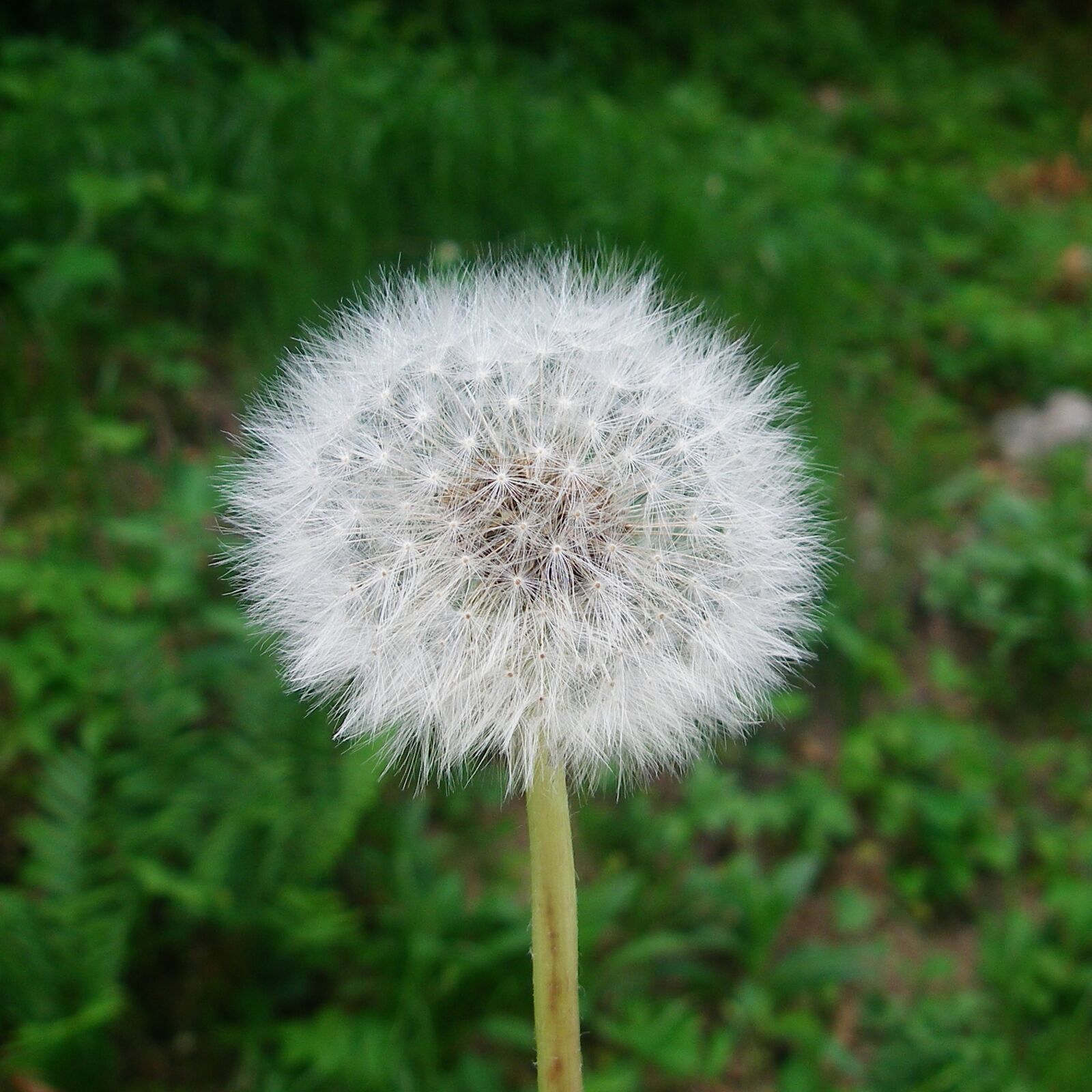 Pentax OPTIO W10 sample photo. Dandelion, soft, light photography