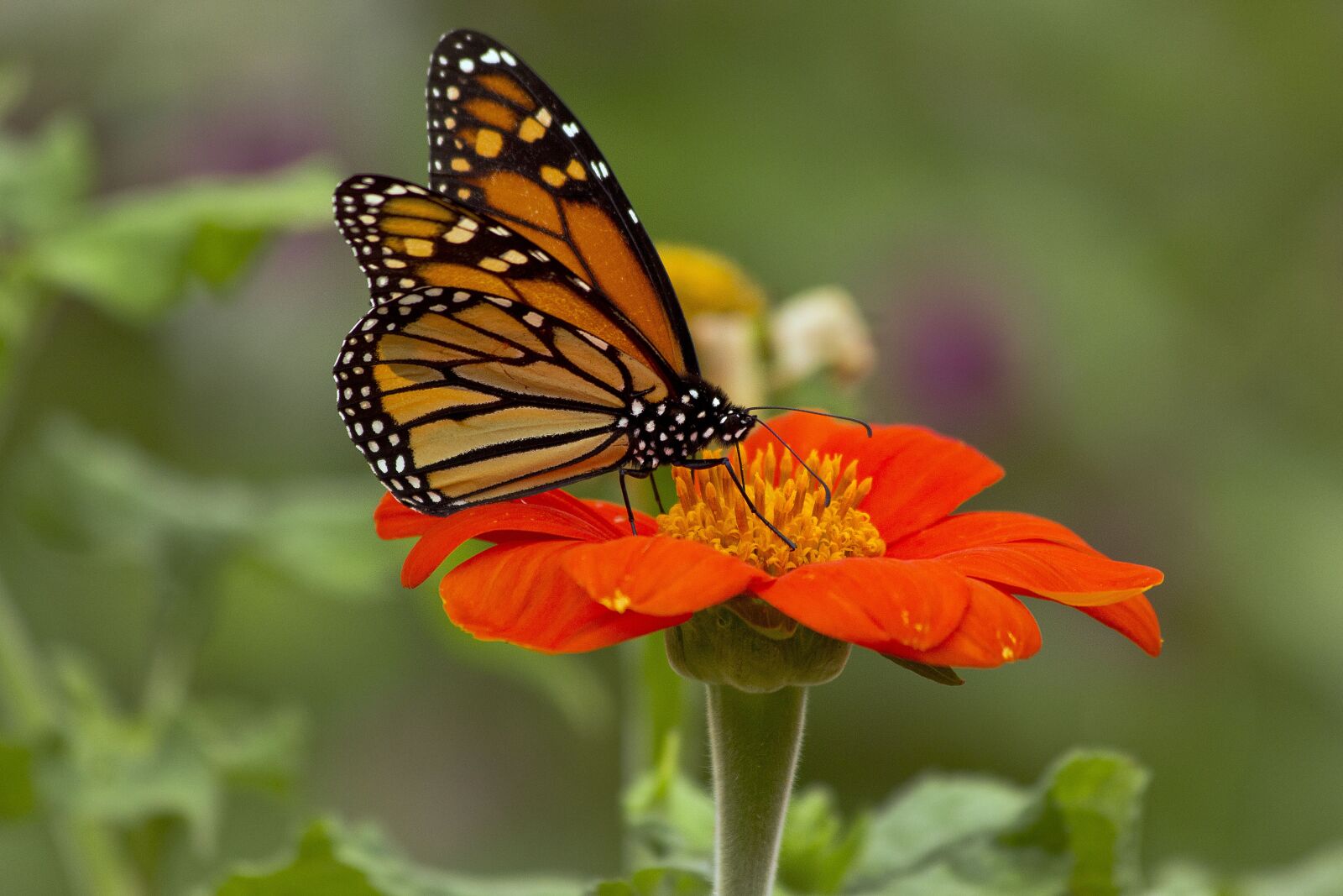 Canon EOS 60D sample photo. Flower, butterfly, nature photography