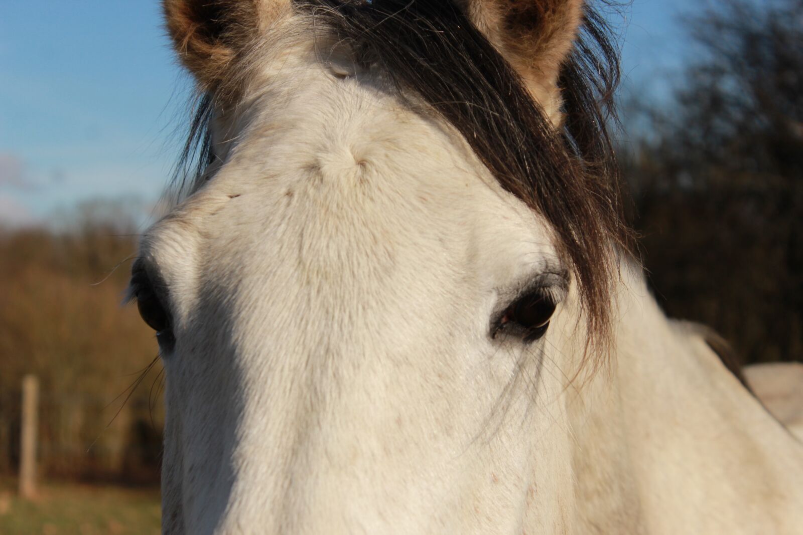 Canon EOS 1200D (EOS Rebel T5 / EOS Kiss X70 / EOS Hi) sample photo. Horse, horses, look photography