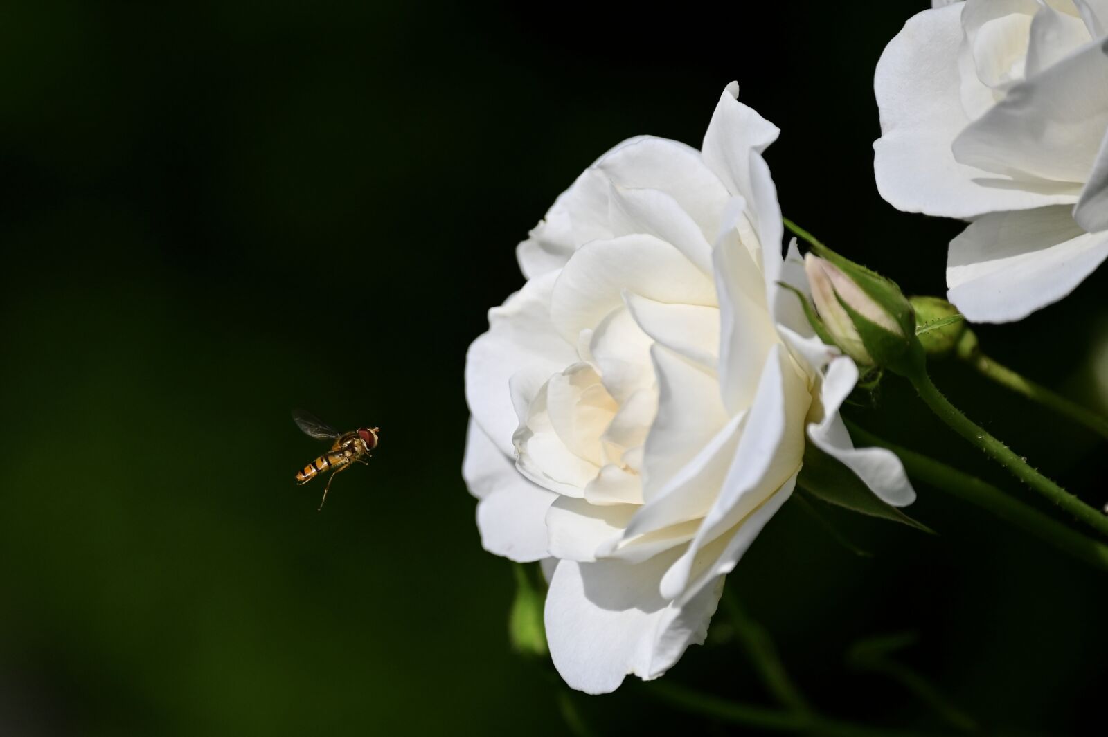 Nikon Z6 sample photo. Rose, rose bloom, flower photography