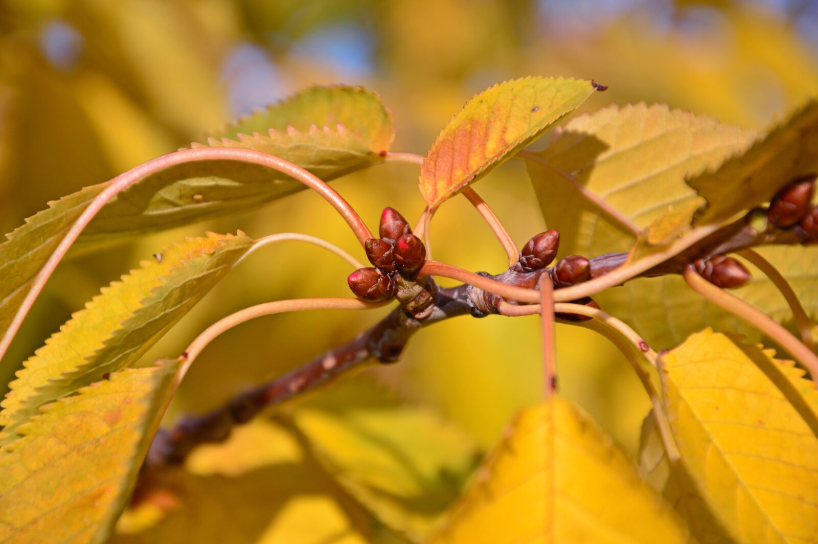 Nikon D3200 sample photo. Leaves, bud, cherry photography