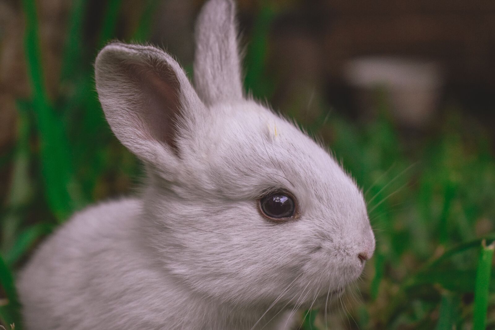 Nikon D5300 sample photo. Rabbit, animals, cute photography