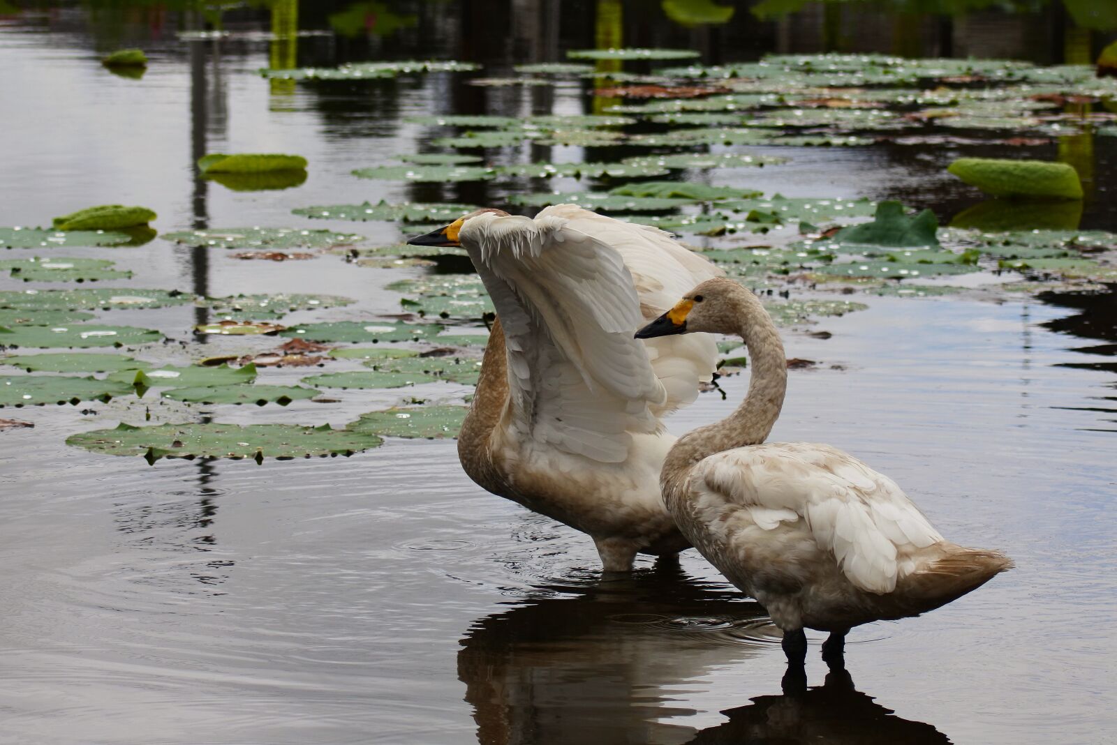 VR 70-300mm f/4.5-6.3G sample photo. Animal, lake, waterfowl photography
