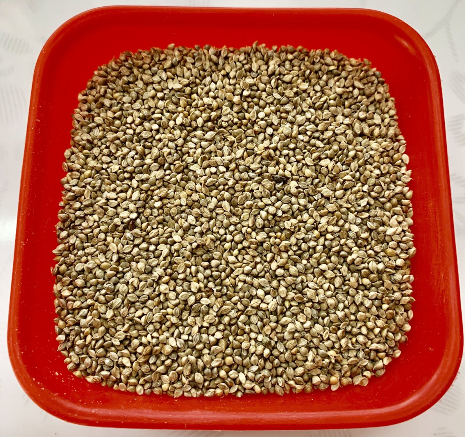 Apple iPhone XR sample photo. Barnyard millet seeds, health photography