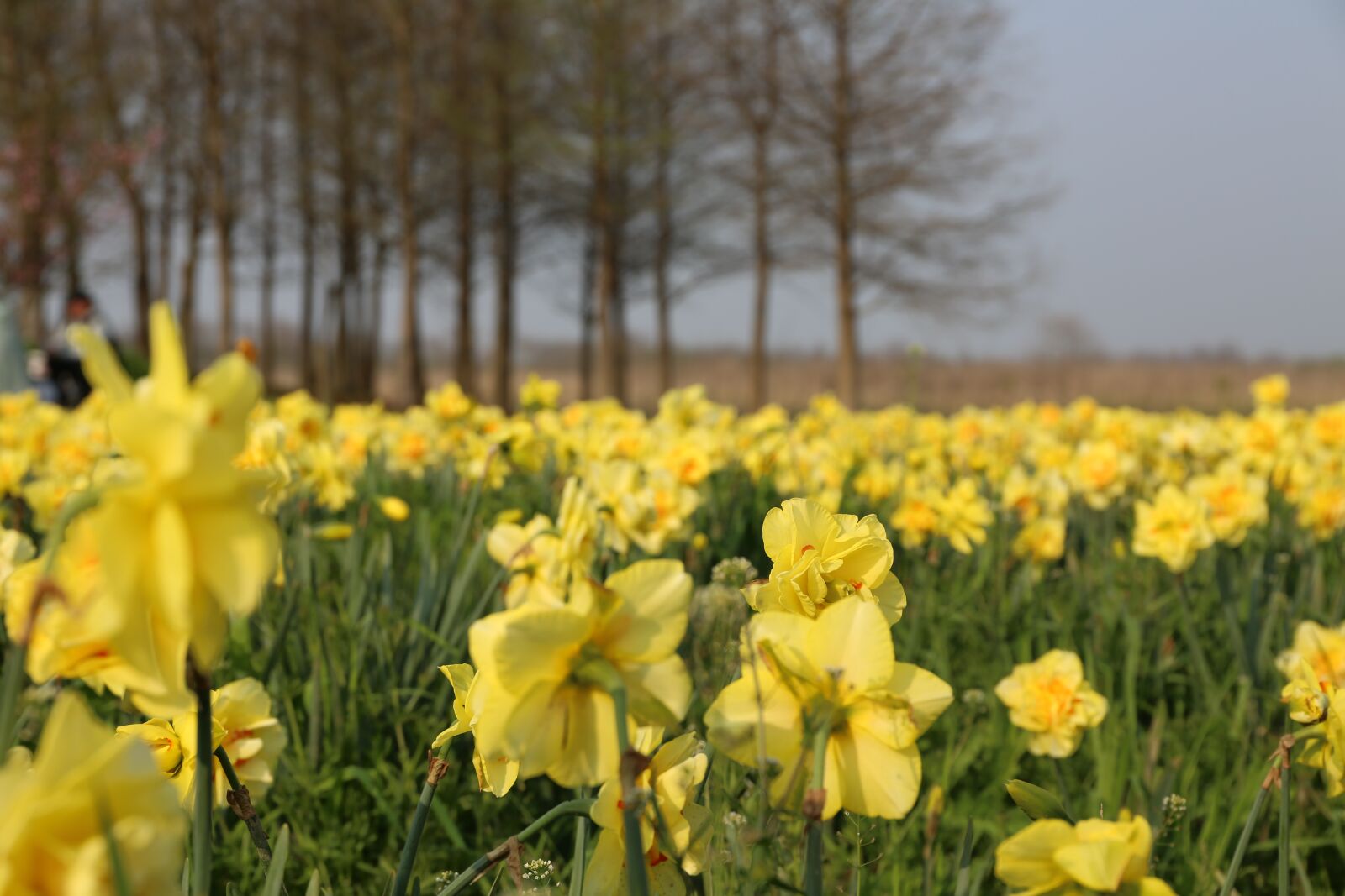 Canon EF 24-70mm F4L IS USM sample photo. Cole flowers, ext, yellow photography