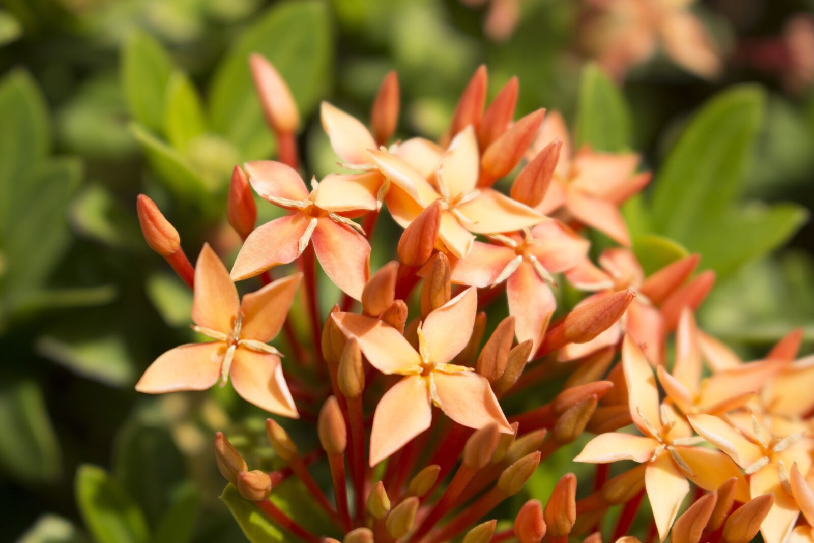 Canon EOS 700D (EOS Rebel T5i / EOS Kiss X7i) sample photo. Nature, flower, natural photography