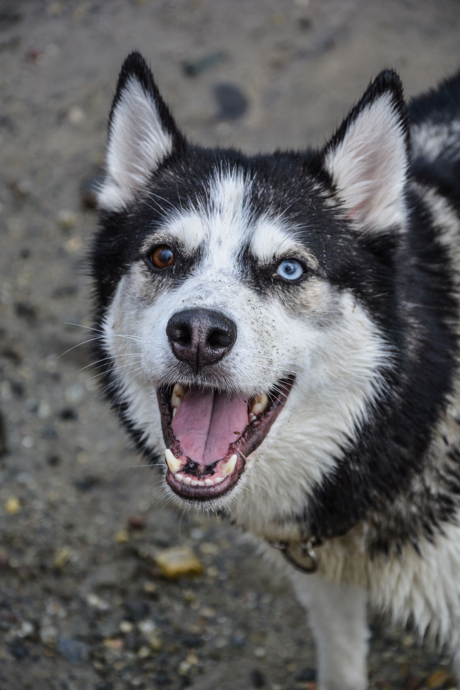 Nikon D5200 sample photo. Dog, husky, happy photography