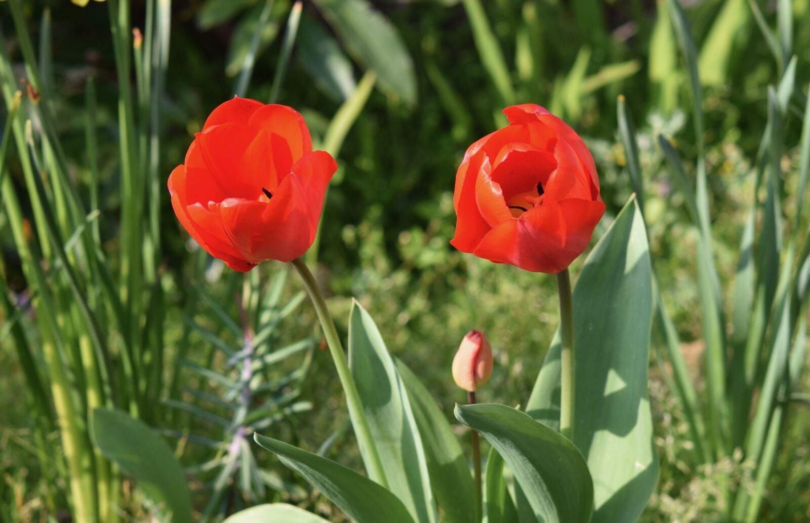 Nikon D5600 sample photo. Flower, flowers, tulips red photography