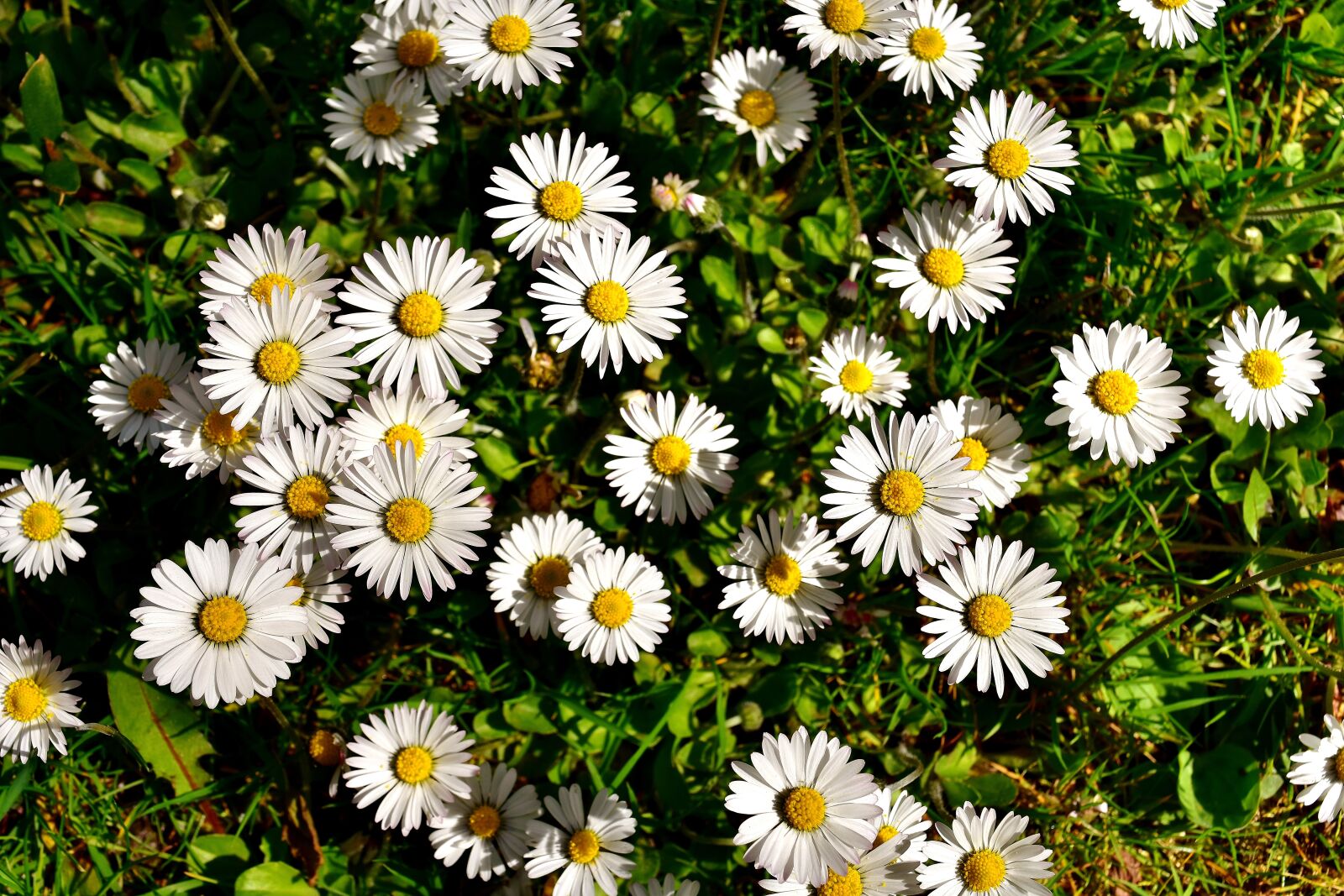 Nikon D7200 sample photo. Daisy, meadow, flower photography