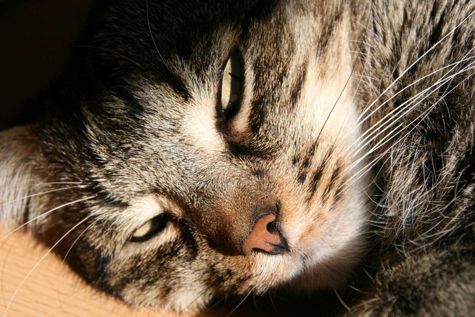 Canon EOS 400D (EOS Digital Rebel XTi / EOS Kiss Digital X) sample photo. Cat, pet, mackerel photography