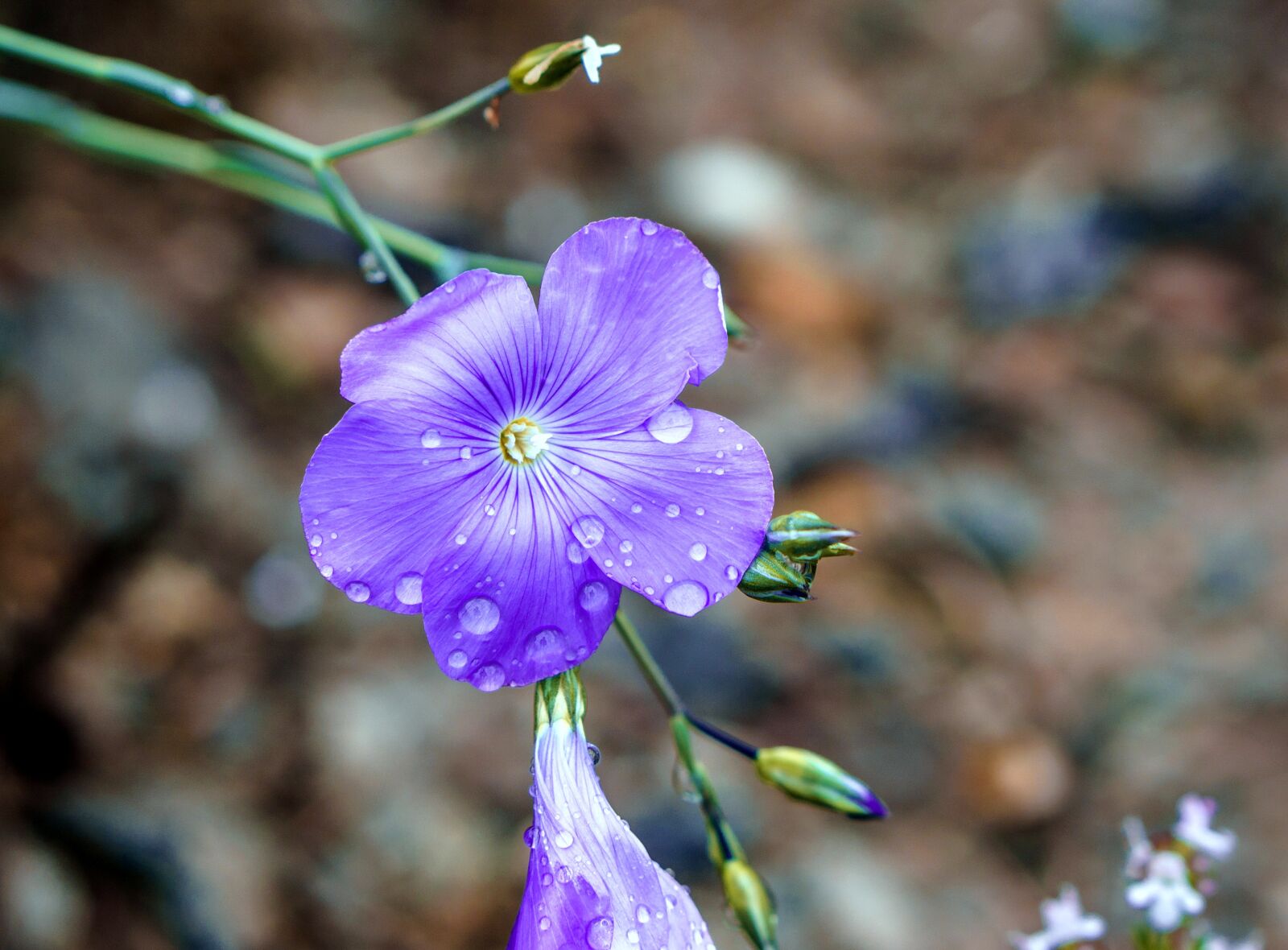 Sony a6000 sample photo. Flowers, blue, tiny photography