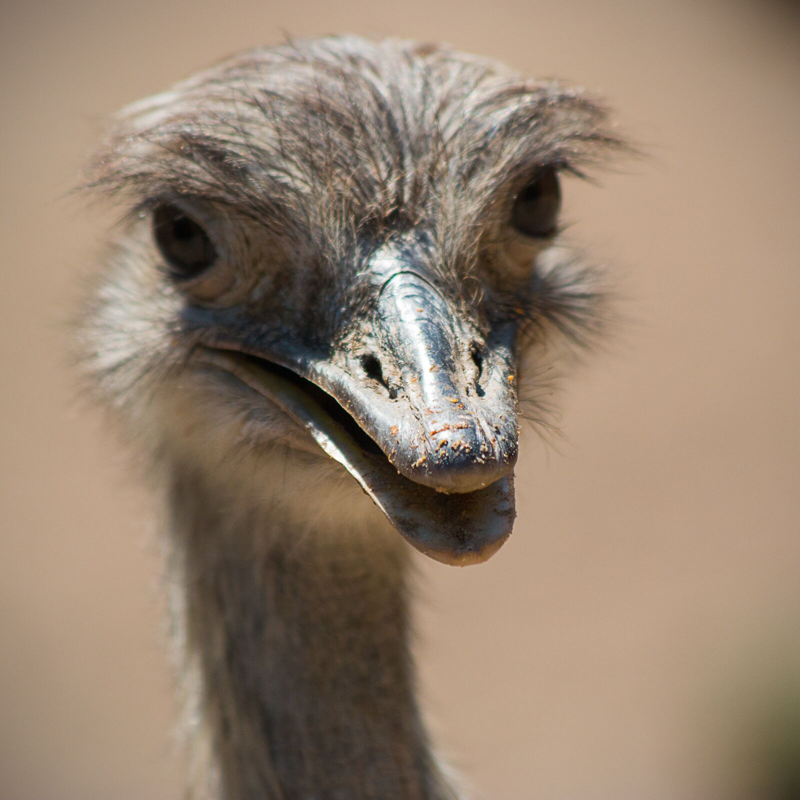 Canon EOS 70D sample photo. Animal world, bird, bill photography