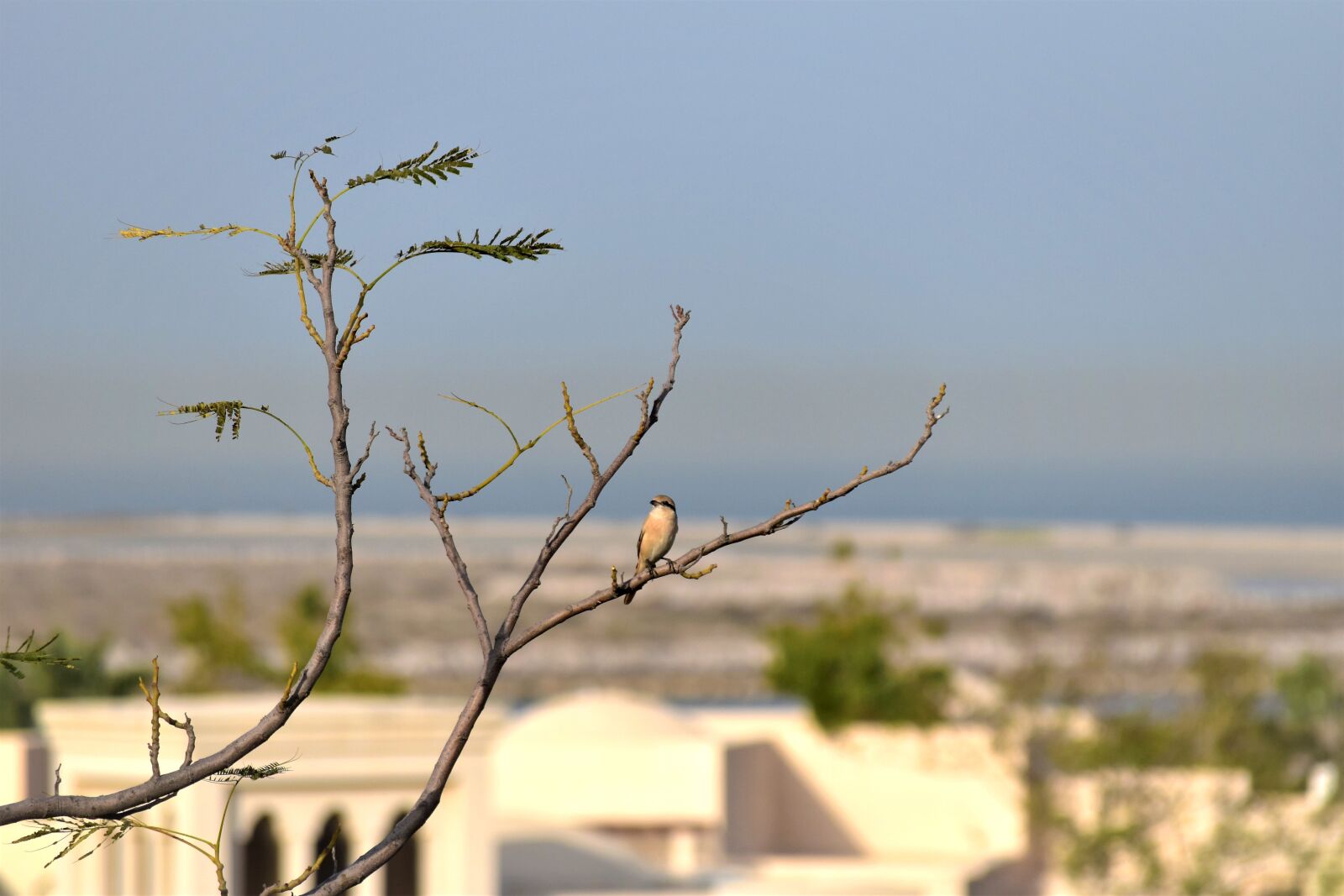 Nikon D5500 sample photo. Nature, tree, bird photography