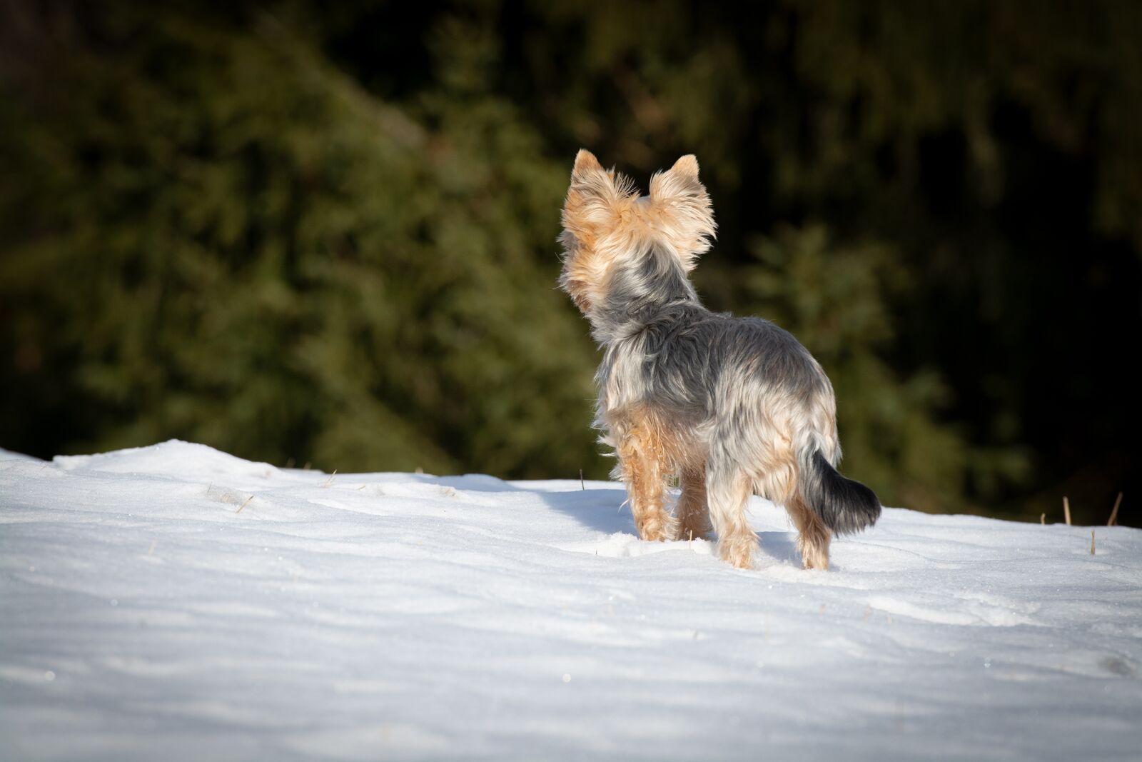 Nikon D7100 sample photo. Dog, winter, snow photography