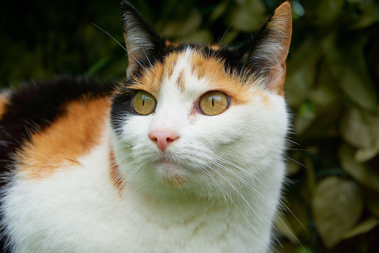 Sony a6000 sample photo. Cat, lucky cat, close photography