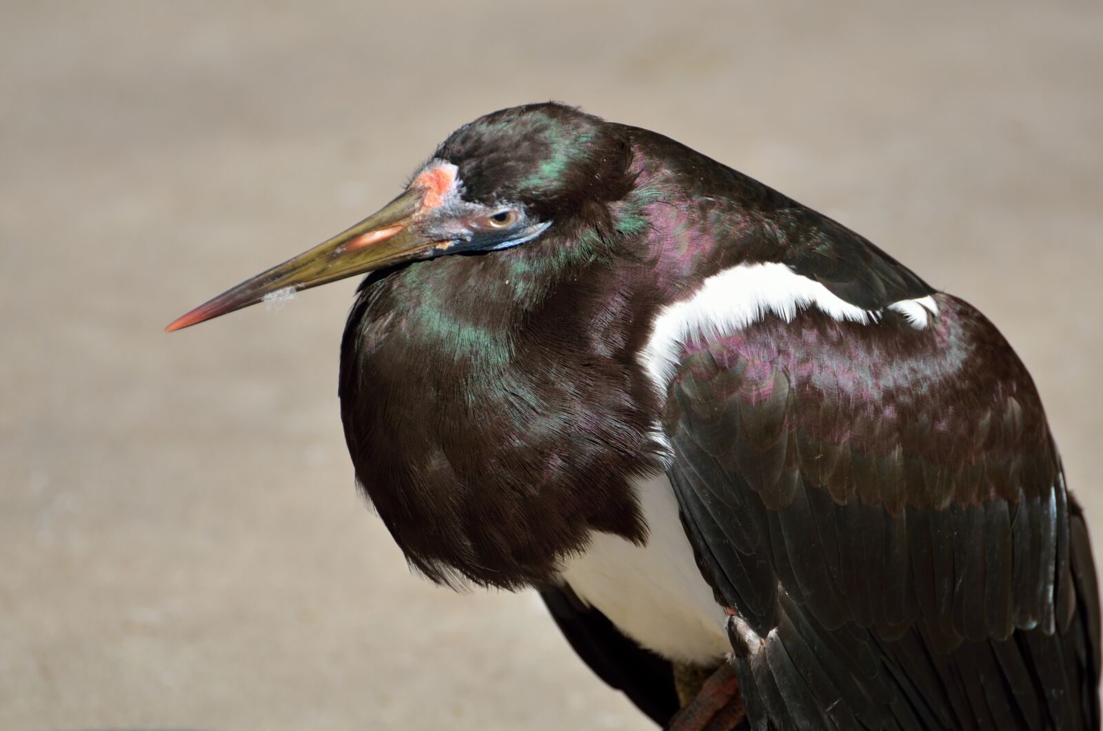 Nikon D7000 sample photo. Green heron, bird, wildlife photography