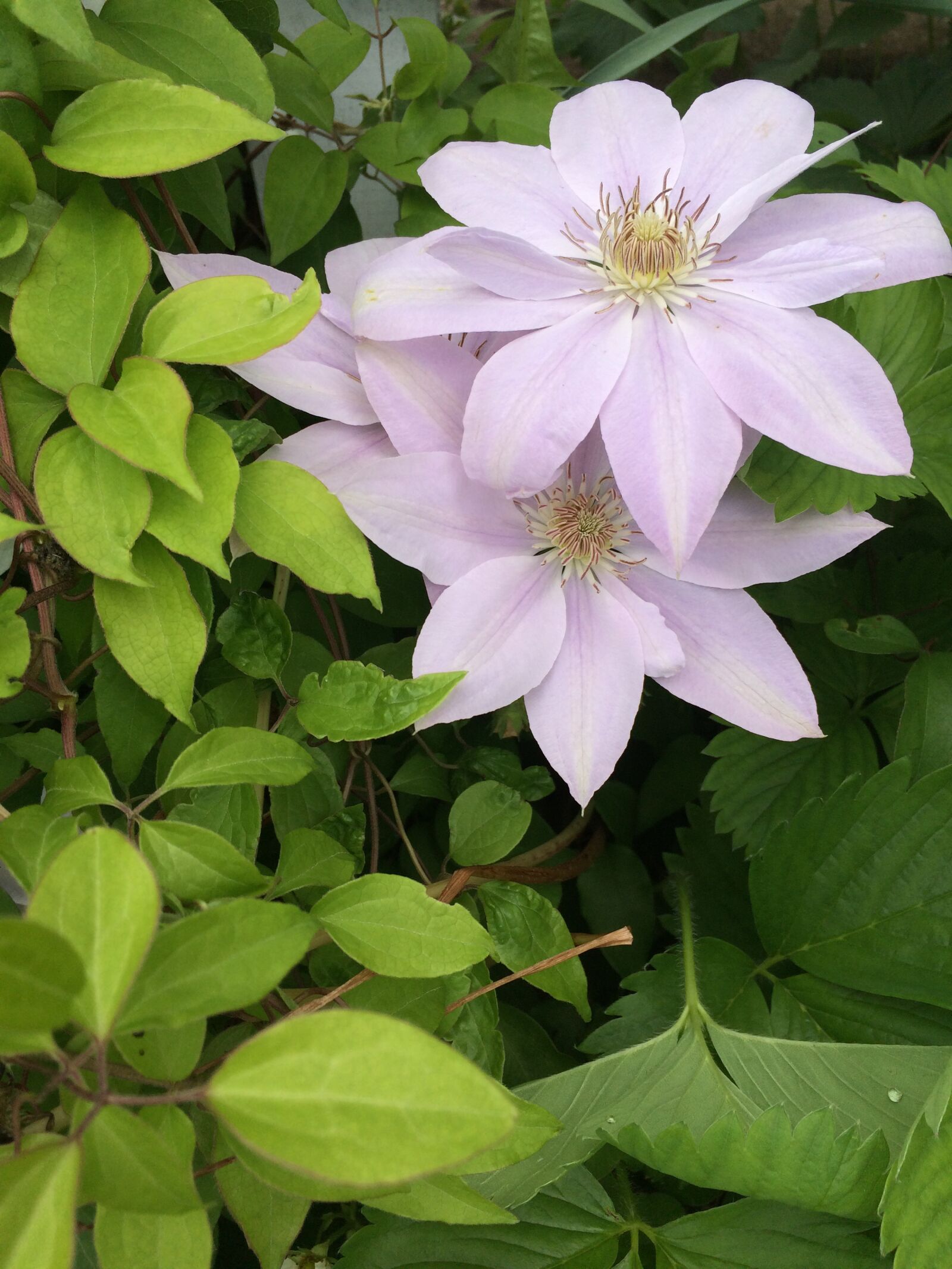 iPhone 5s back camera 4.15mm f/2.2 sample photo. Clematis, flower, garden photography