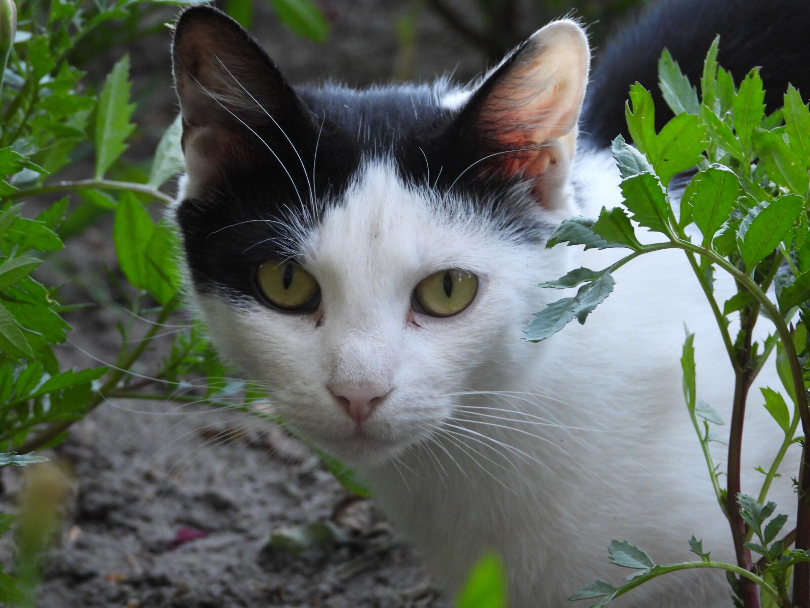 Nikon Coolpix P1000 sample photo. Cat, dachowiec, animal photography