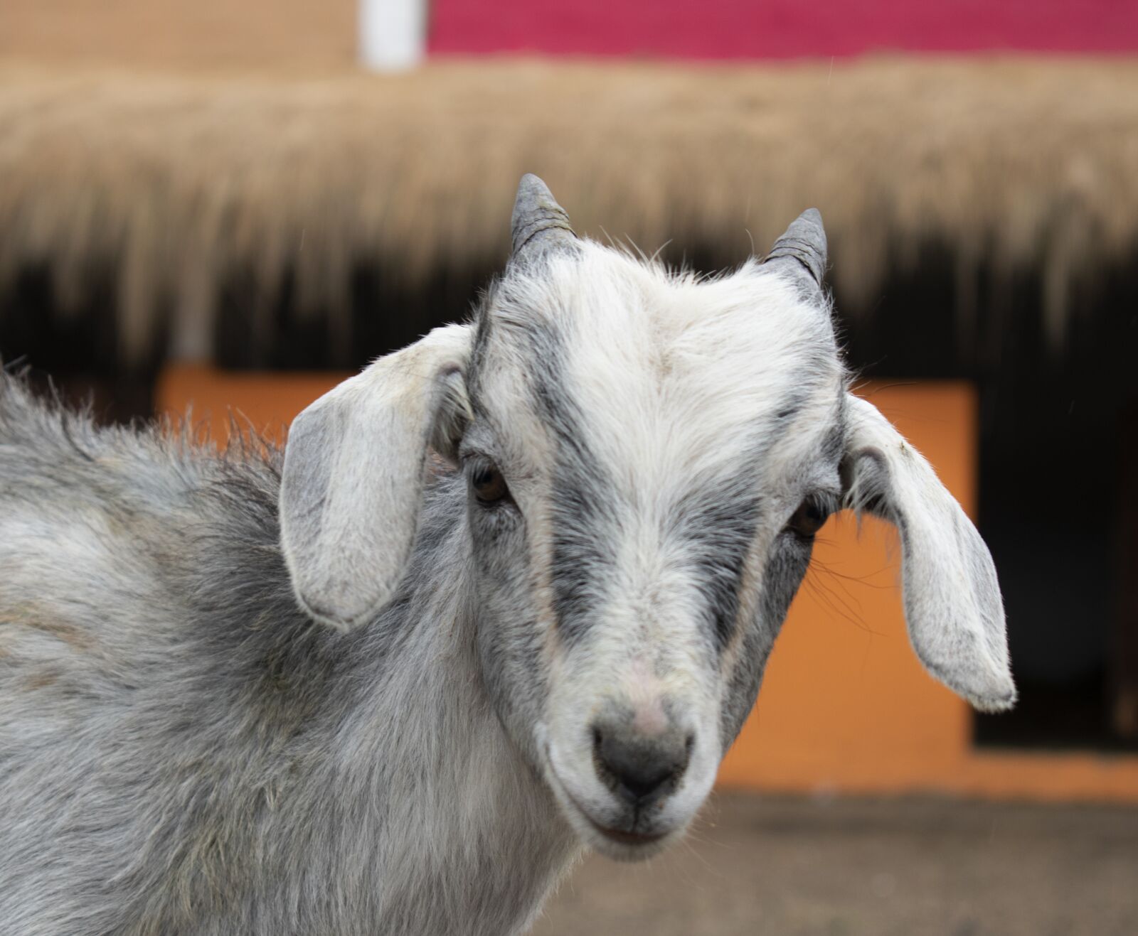 Nikon D3500 sample photo. Goat, animal, mammal photography