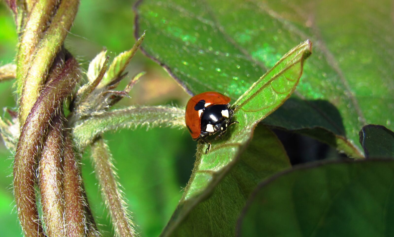 Canon PowerShot SX530 HS sample photo. Lady bug, bug, beetle photography