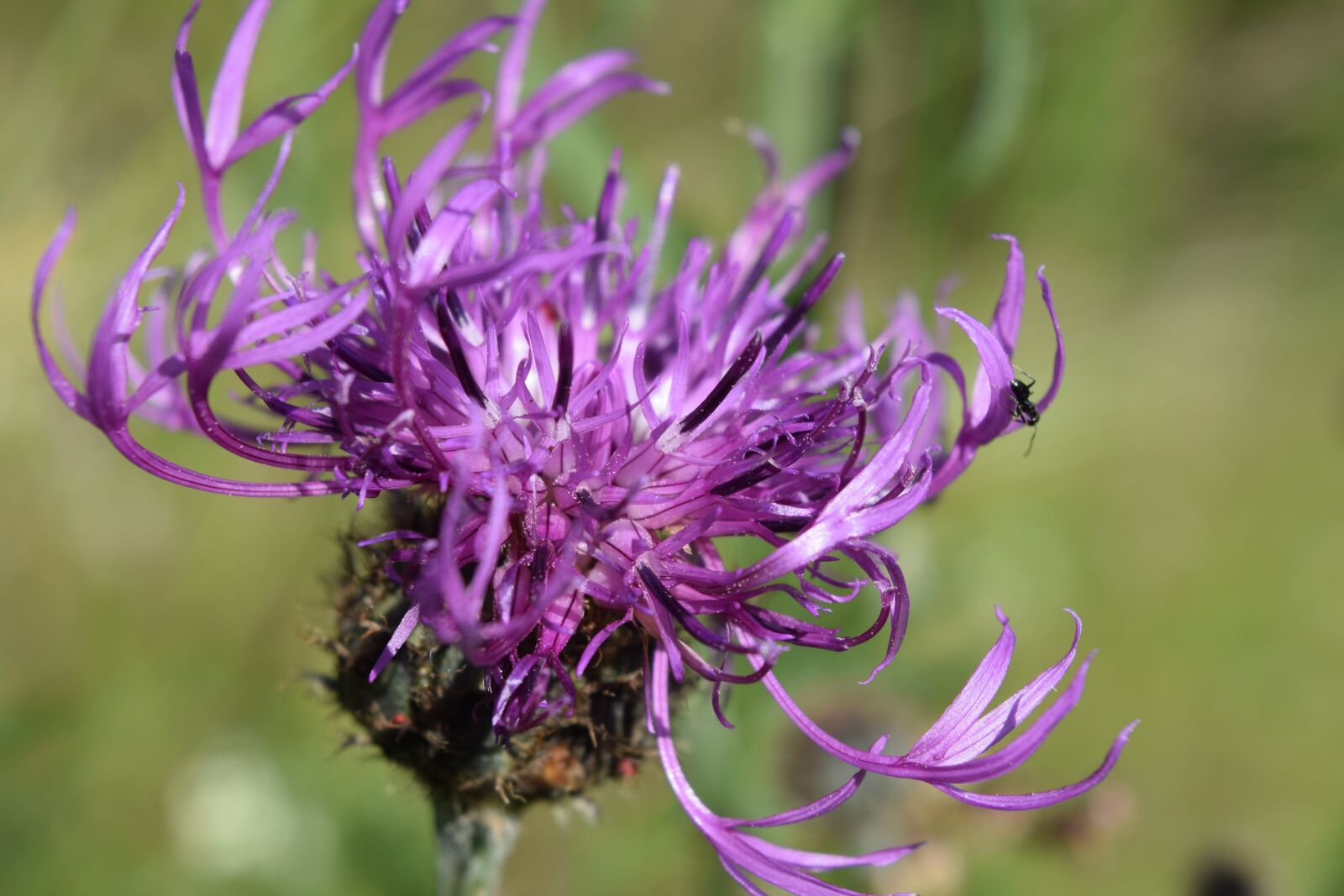 Nikon D3300 sample photo. Blossom, bloom, purple flower photography