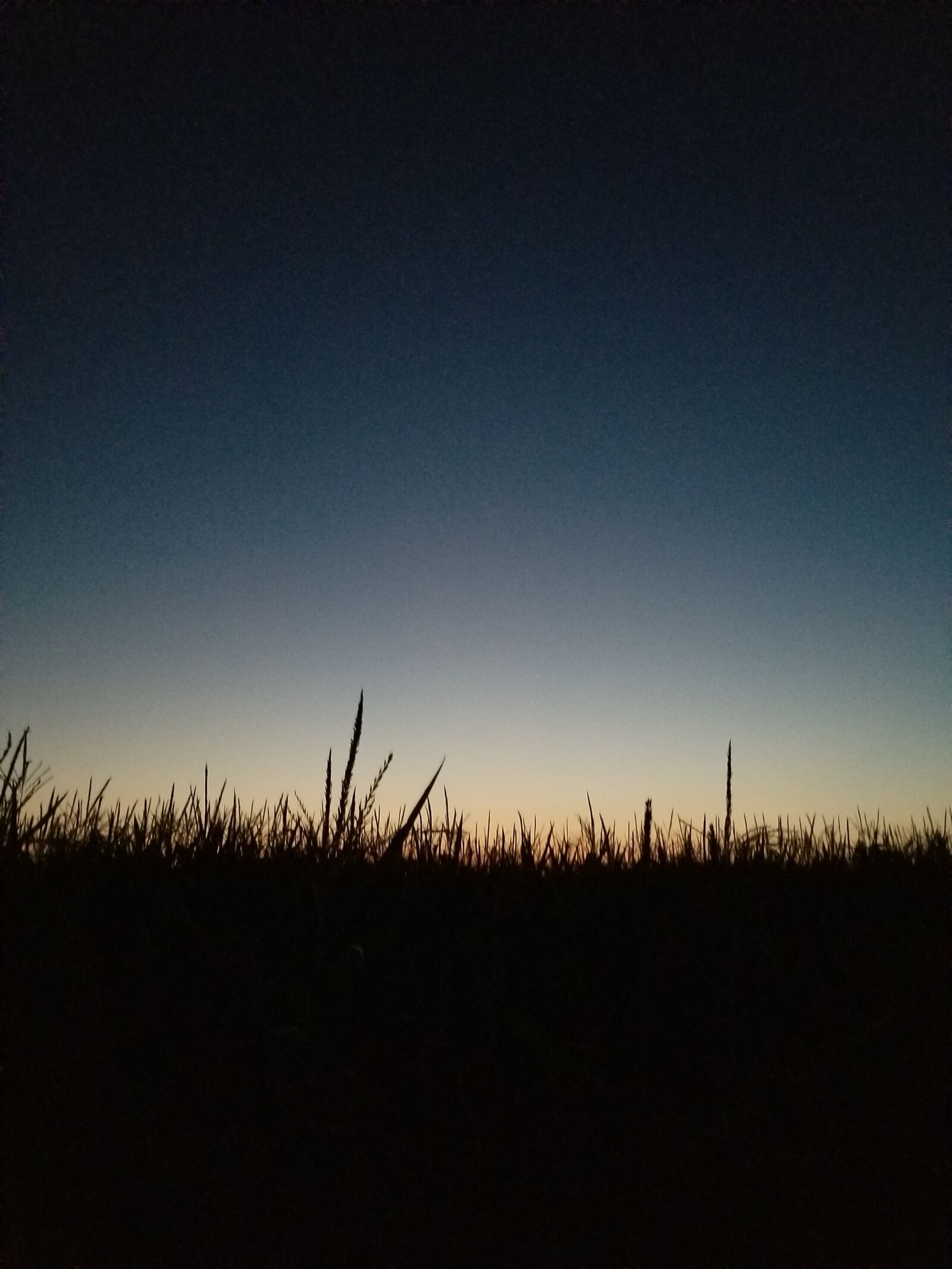 Samsung Galaxy S8+ sample photo. Cornfield, corn, dusk photography