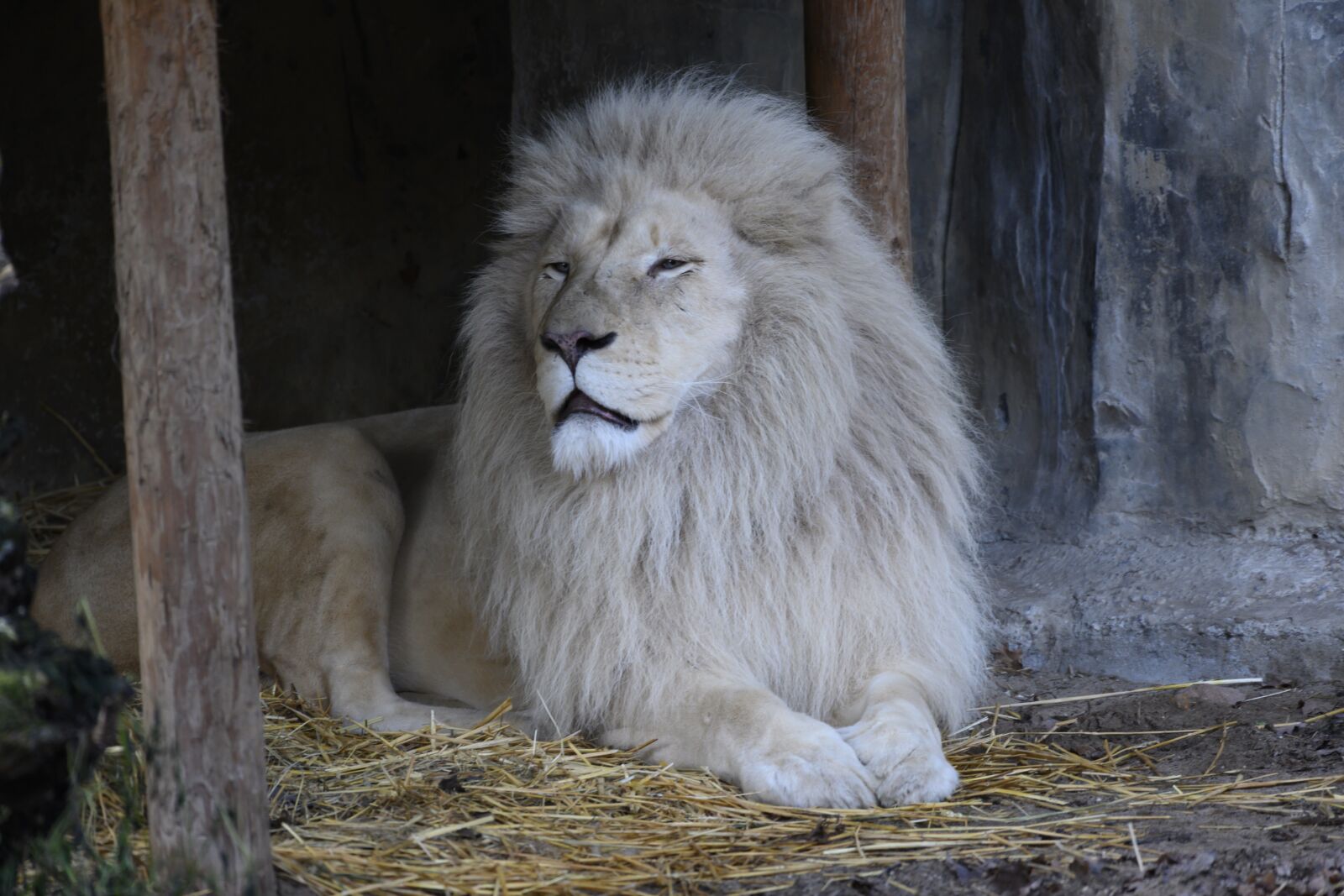 Nikon Z7 sample photo. White lion, lion, predator photography
