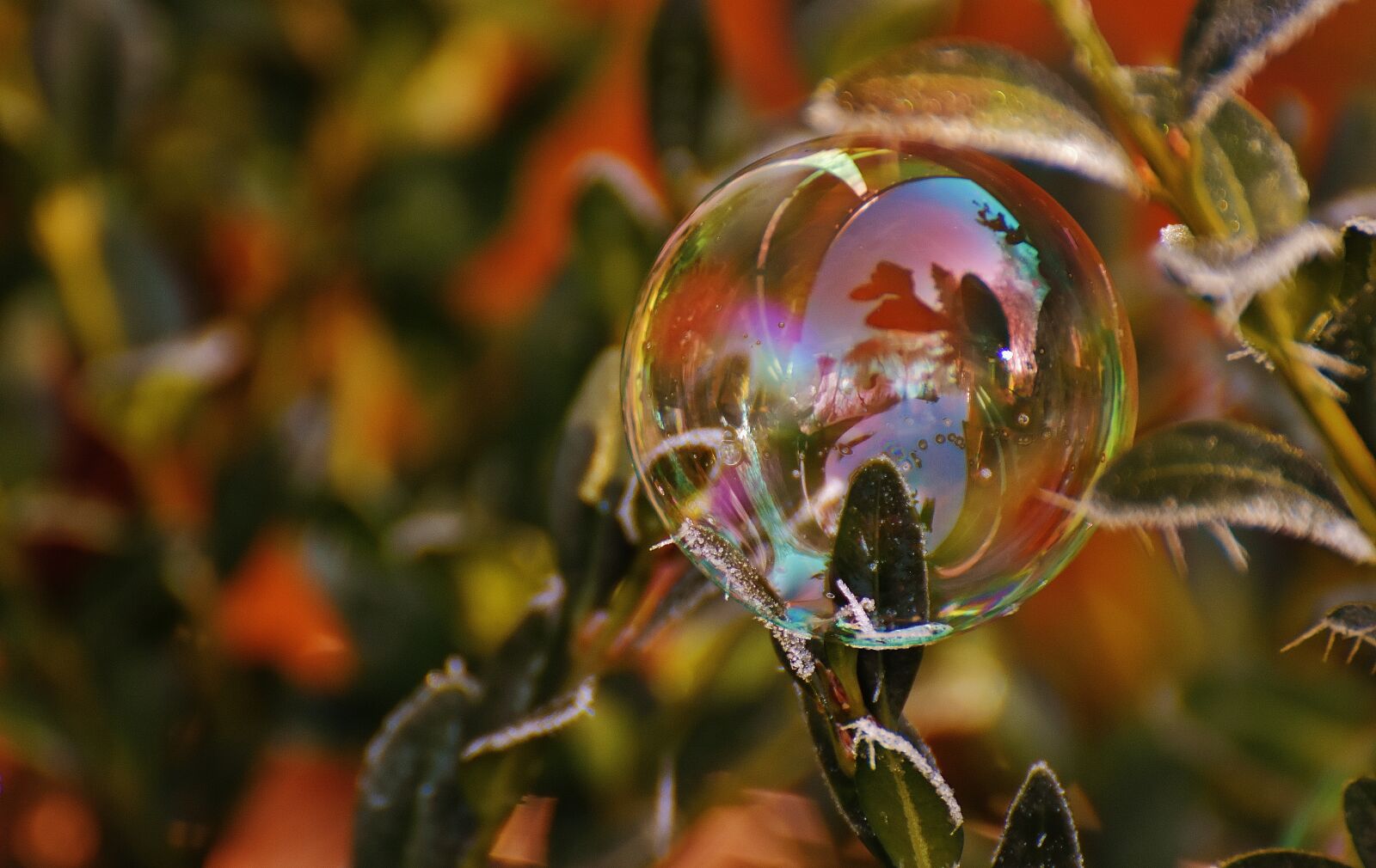 Nikon D7200 sample photo. Soap bubble, colorful, buxbaum photography