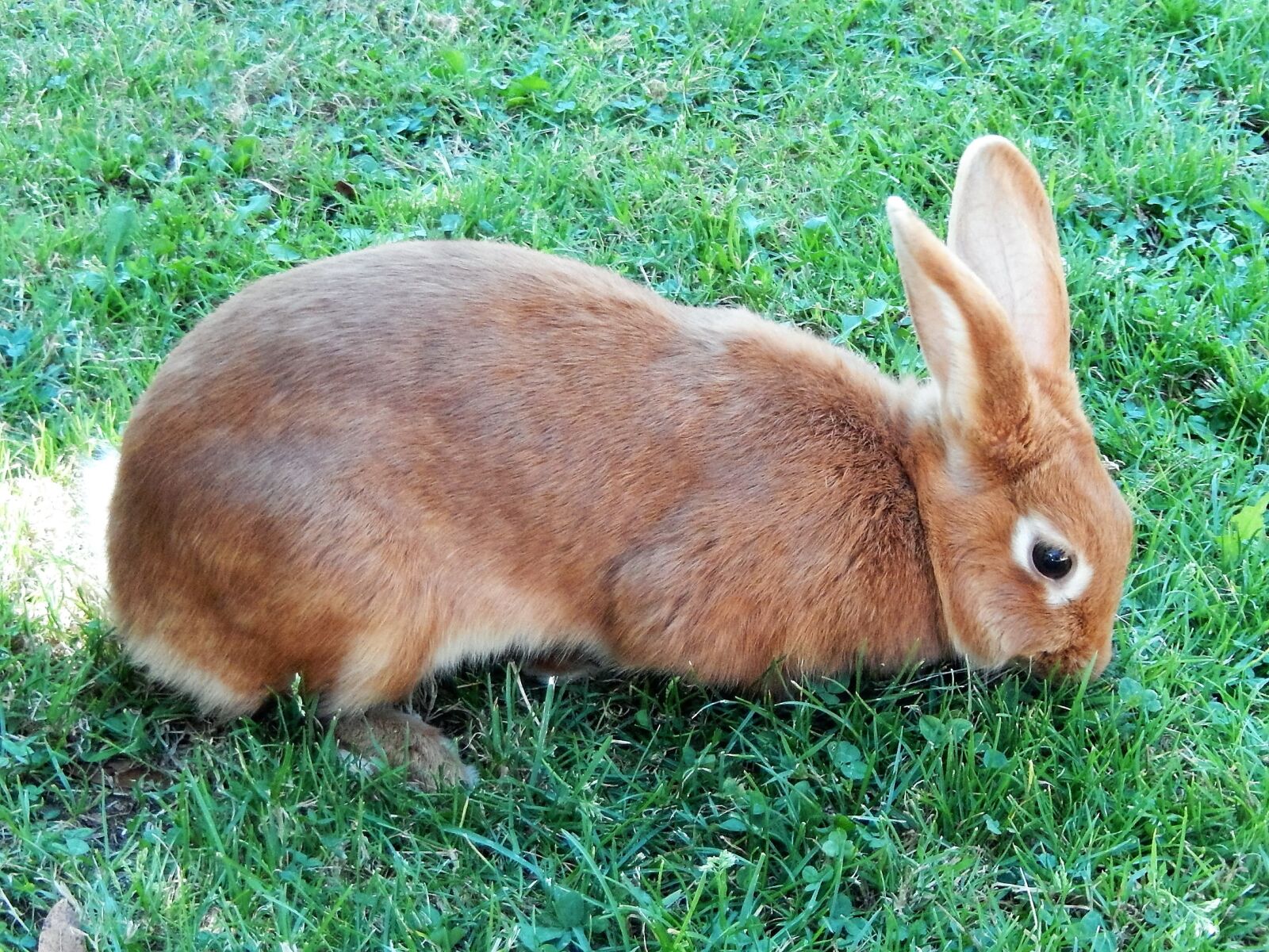 Nikon Coolpix S9500 sample photo. Rabbit, animal, nature photography