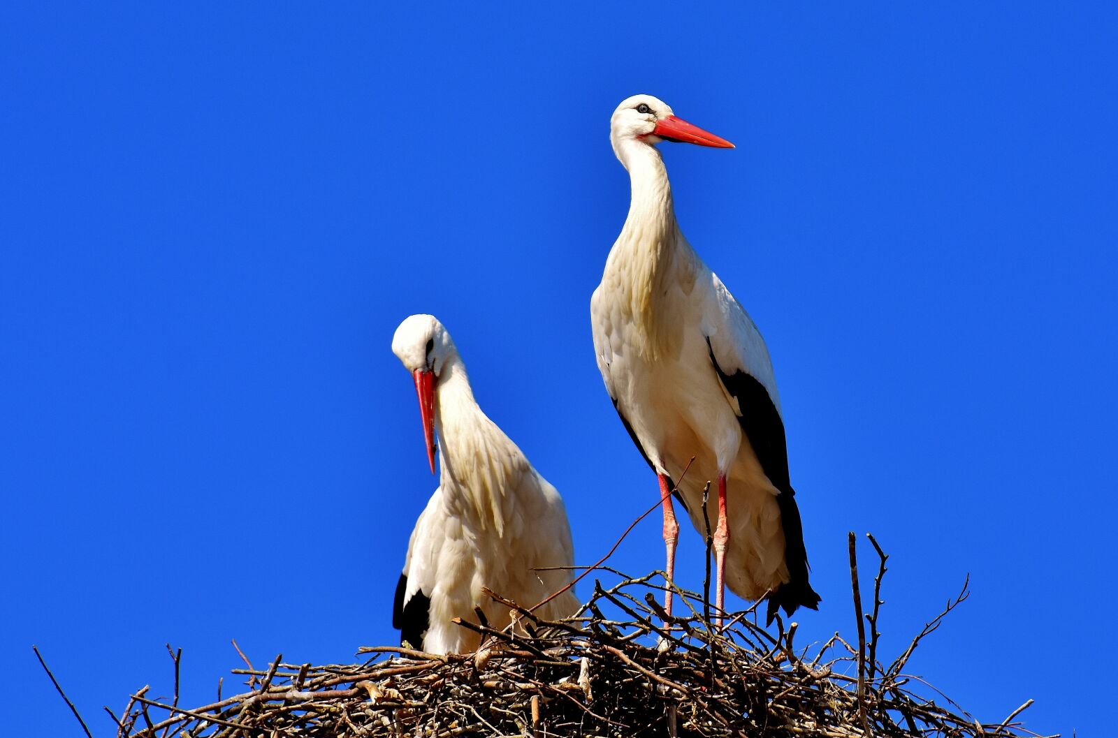 Nikon D7200 sample photo. Storks, pair, birds photography