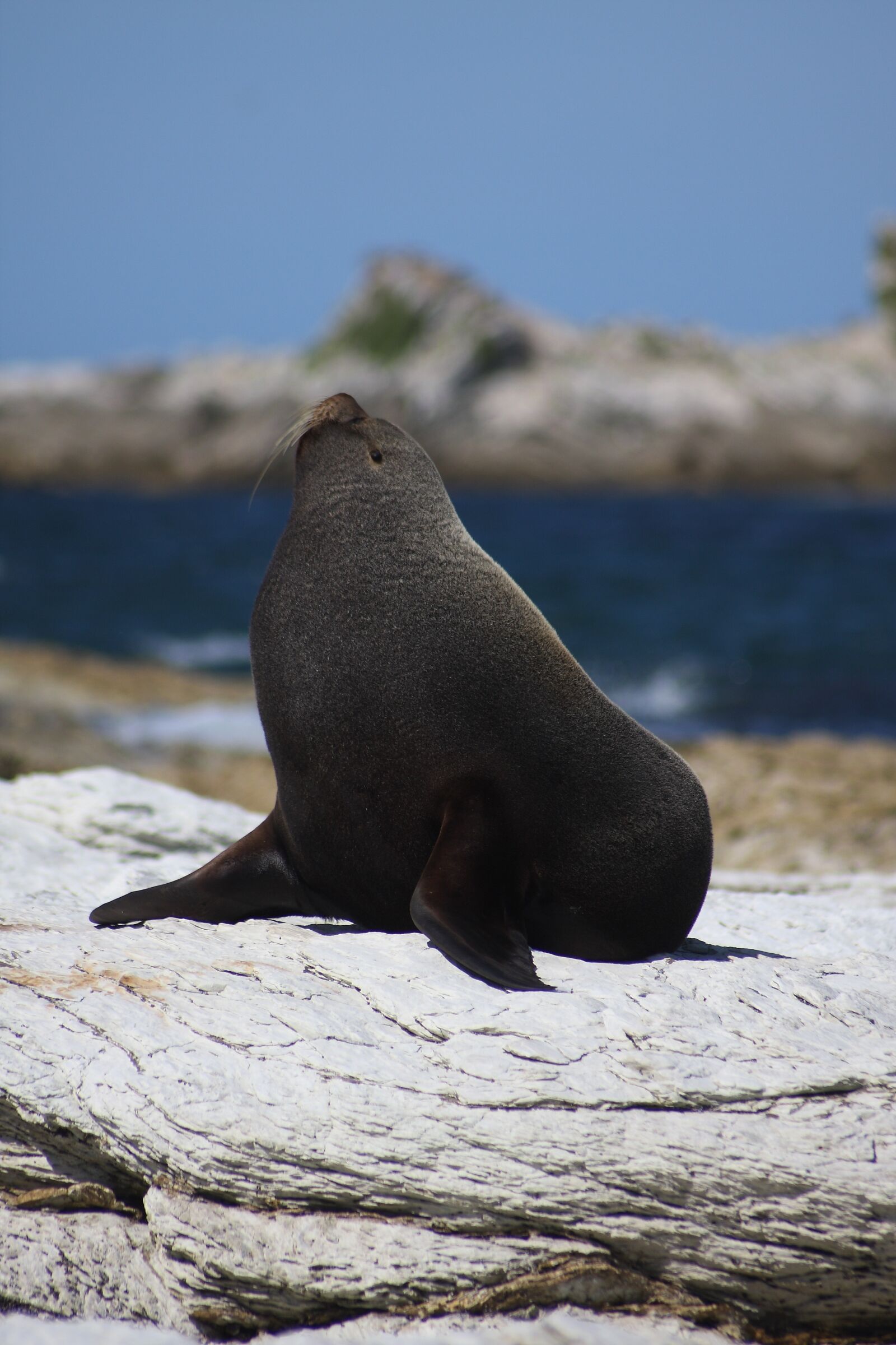 Canon EOS 40D sample photo. Nature, waters, animal world photography