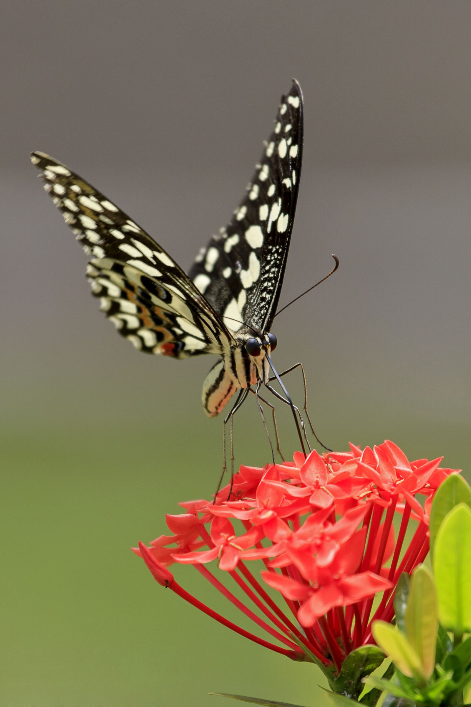 Canon EF 100-400mm F4.5-5.6L IS USM sample photo. Butterfly, nature, insects photography