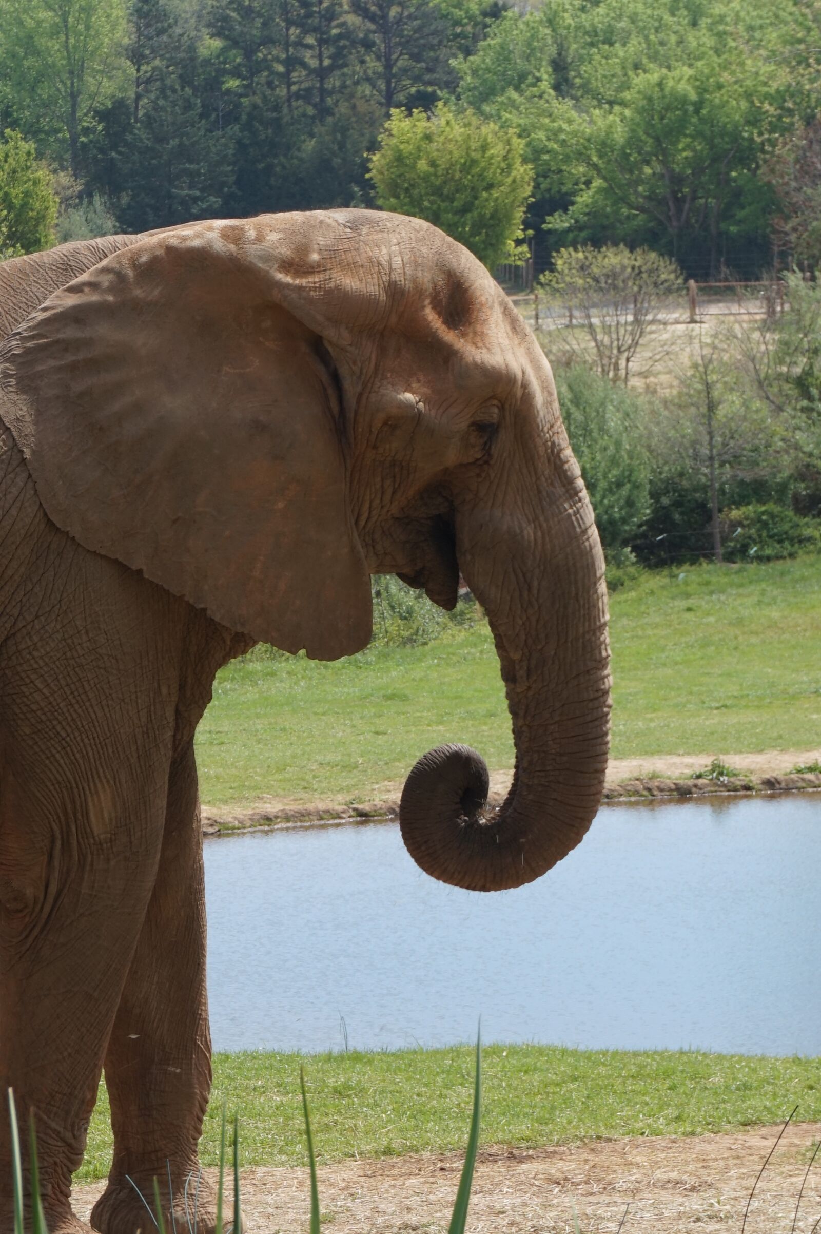 Sony Alpha a5000 (ILCE 5000) sample photo. Elephant, pachyderm, safari photography