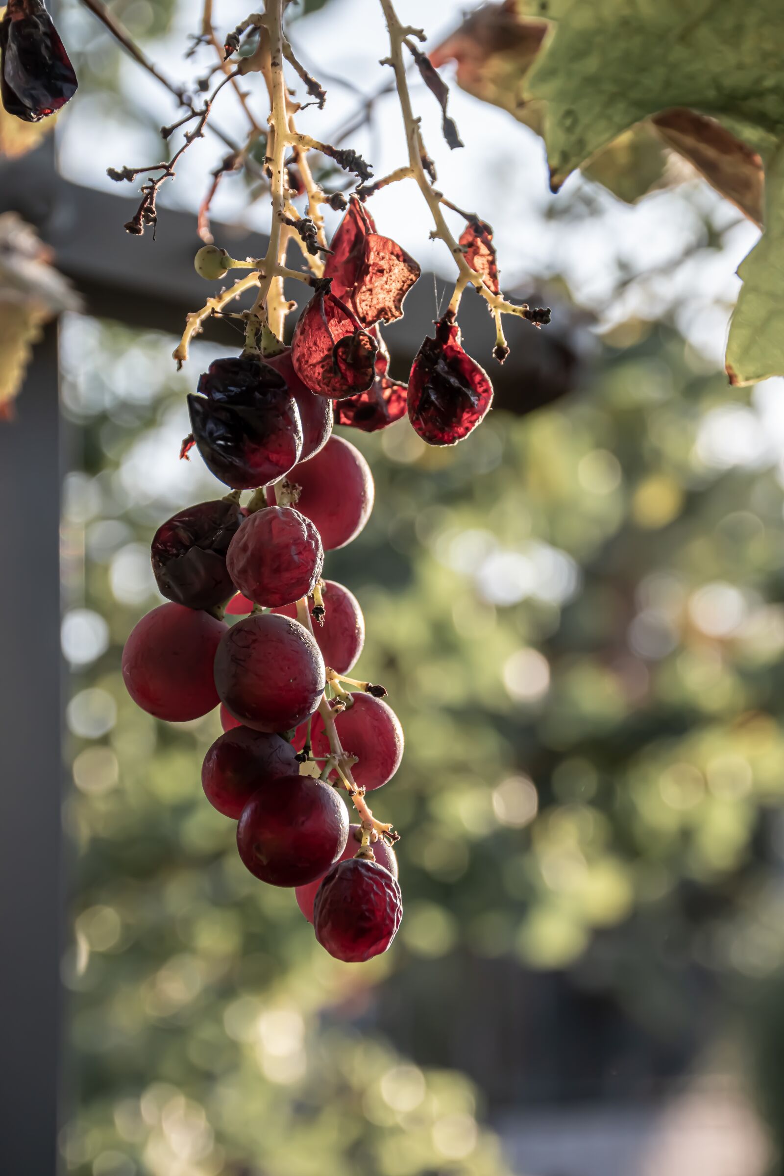 Nikon D5600 sample photo. Fruits, autumn, season photography