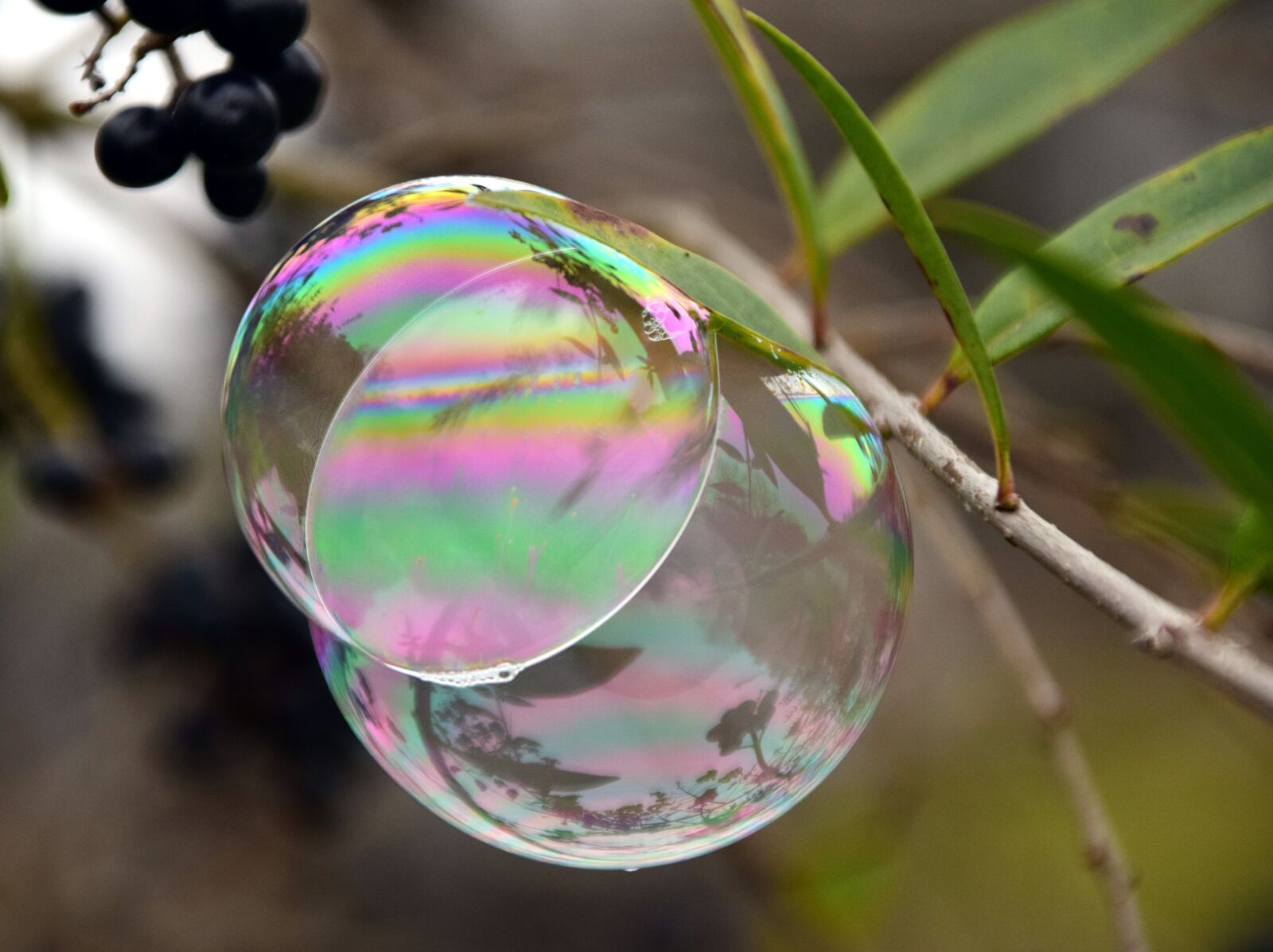 Nikon D3300 sample photo. Bubble, soap bubble, iridescent photography