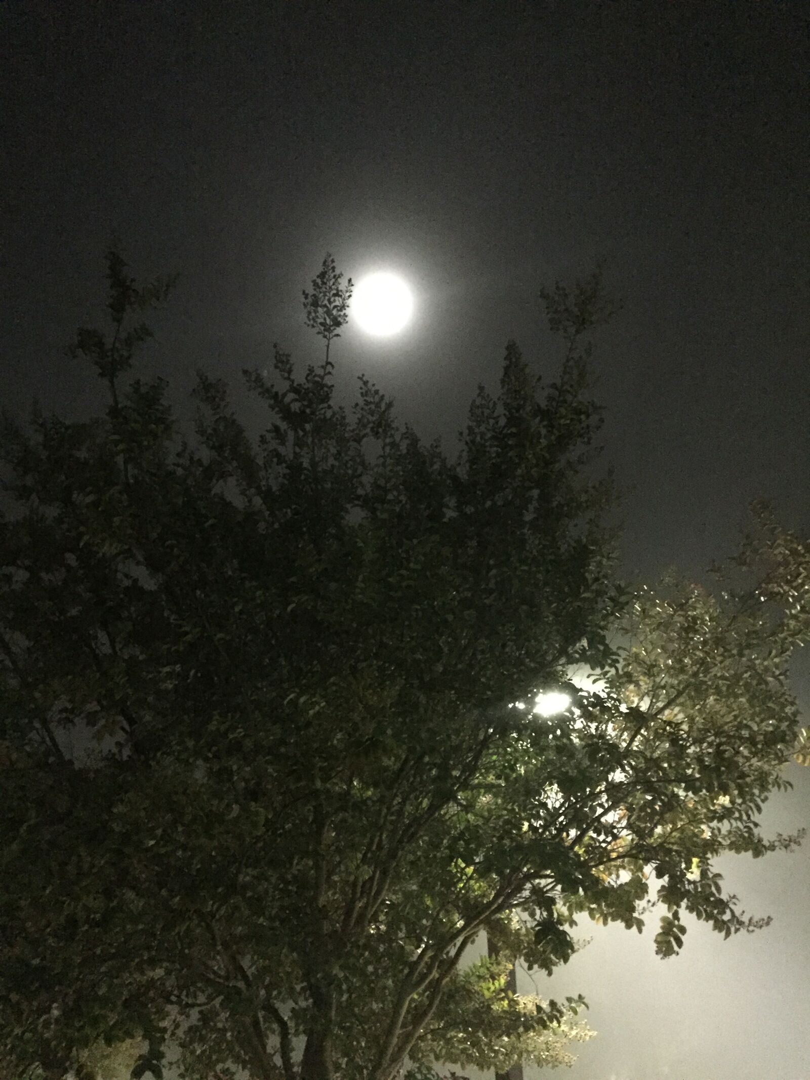 Apple iPhone 6 sample photo. Dark, moon, night, tree photography