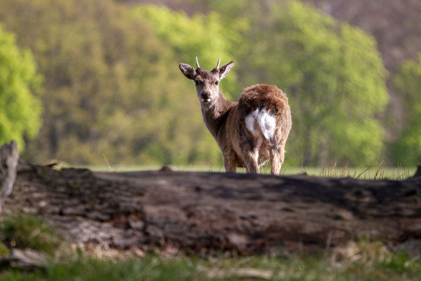 Sigma 100-400mm F5-6.3 DG OS HSM sample photo. Deer, animal, wildlife photography