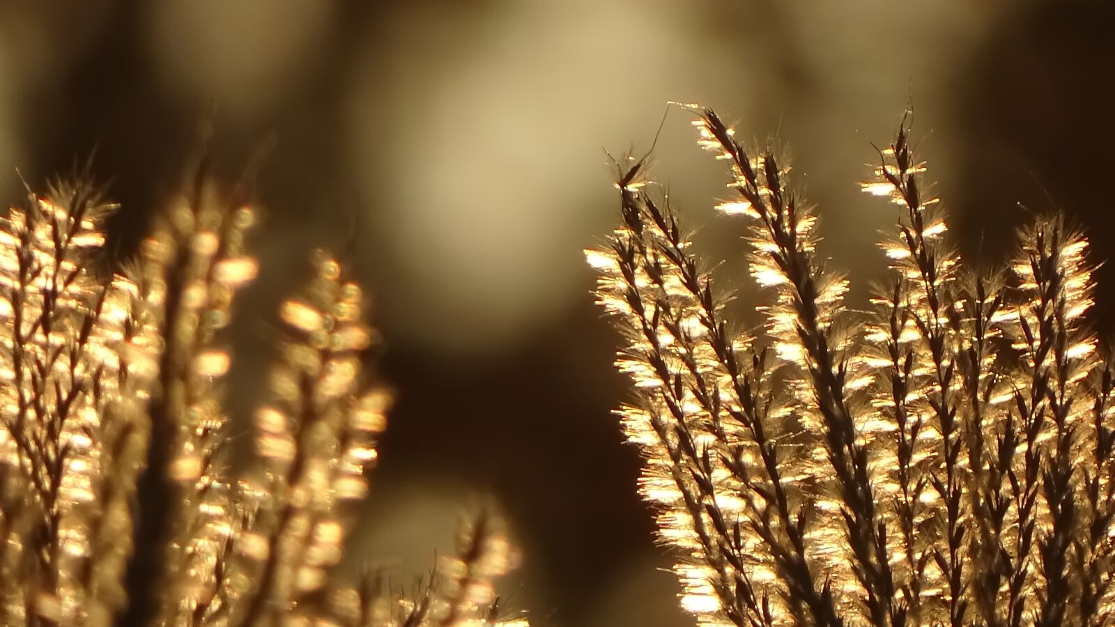 Sony Cyber-shot DSC-HX400V sample photo. Grasses, autumn, golden photography