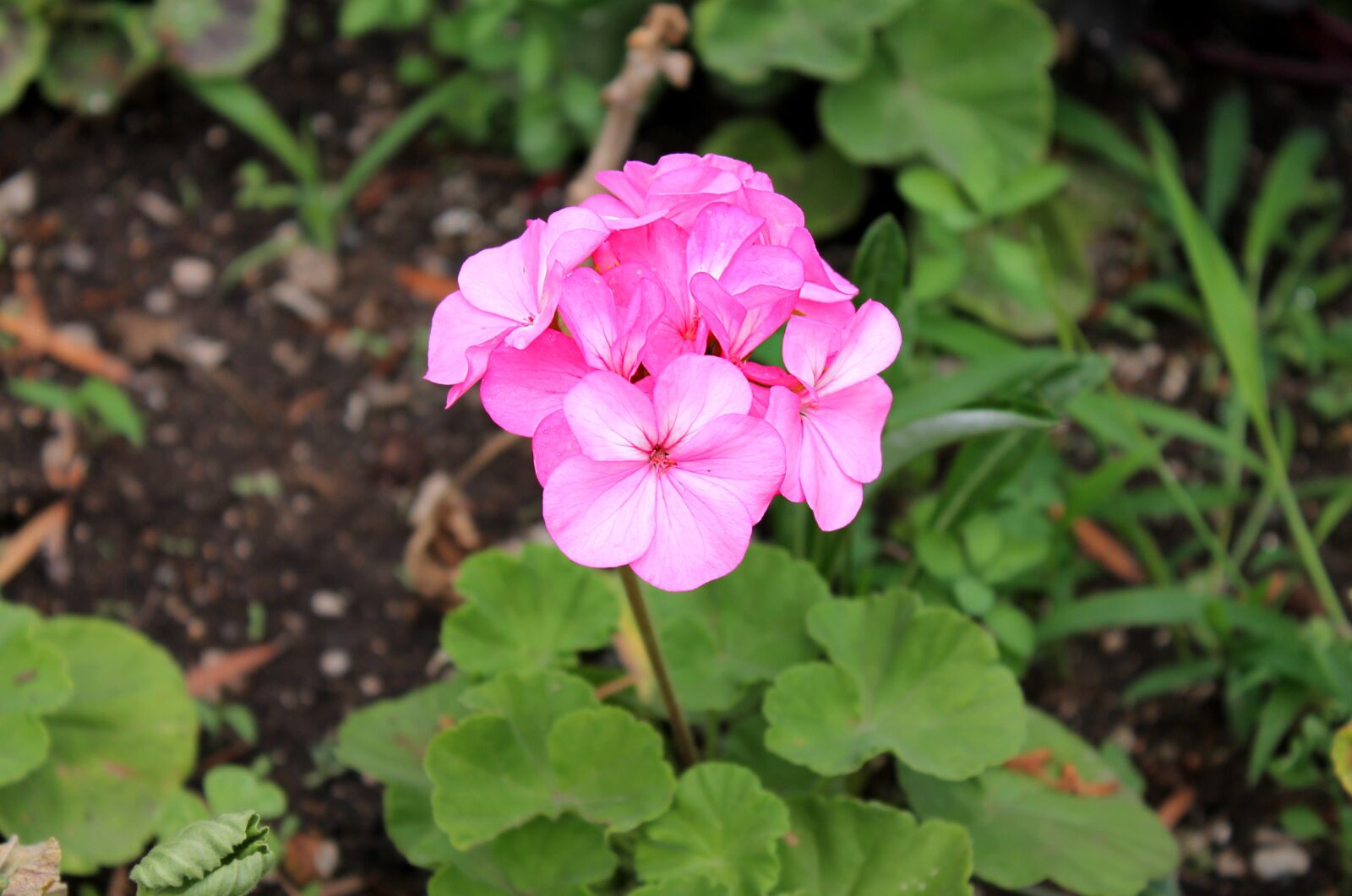 Canon EOS 1100D (EOS Rebel T3 / EOS Kiss X50) sample photo. Geranium, pelargonium, cranesbill photography